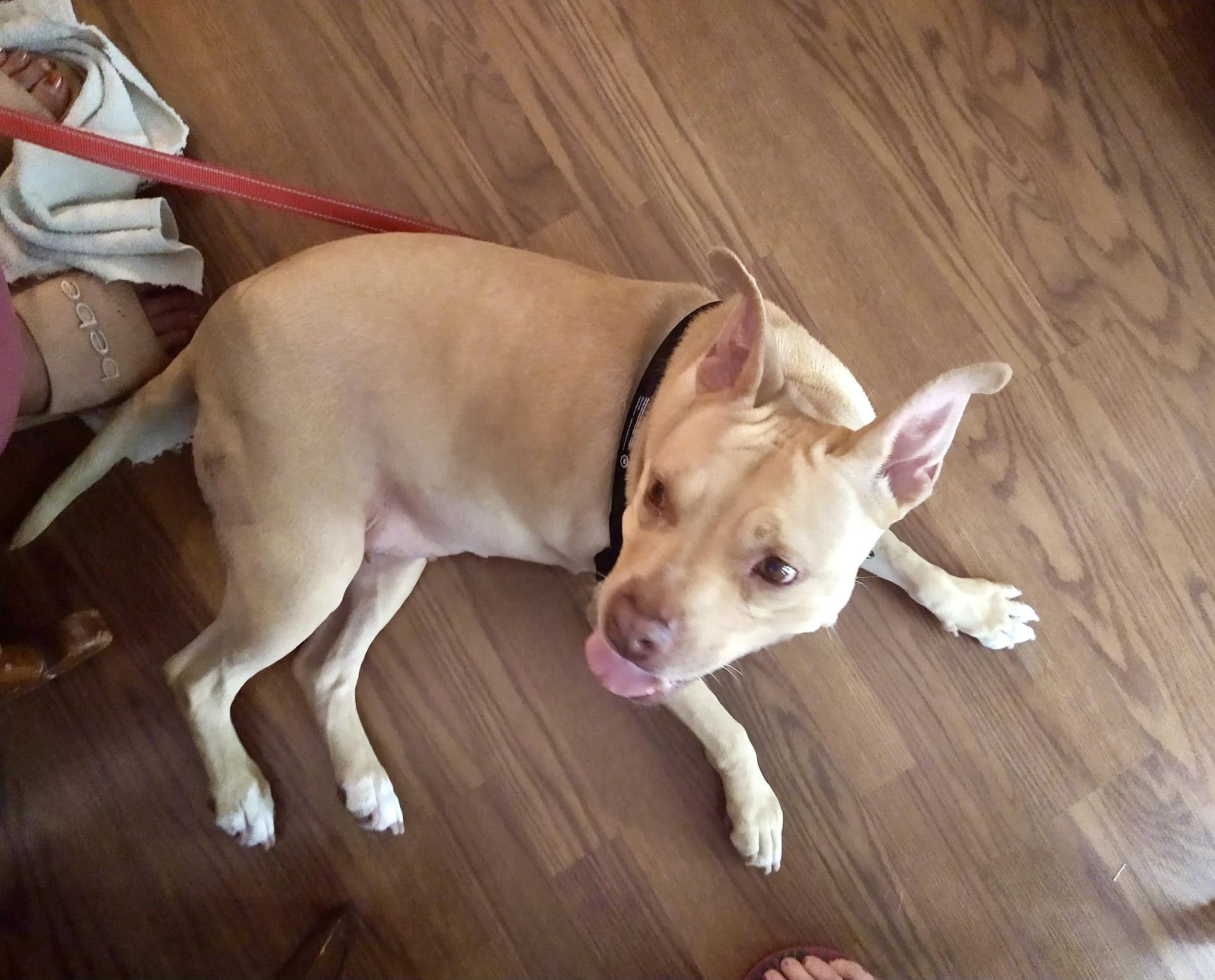 Molly, a ADOPTABLE mixed breed in Jupiter, FL image 1/5