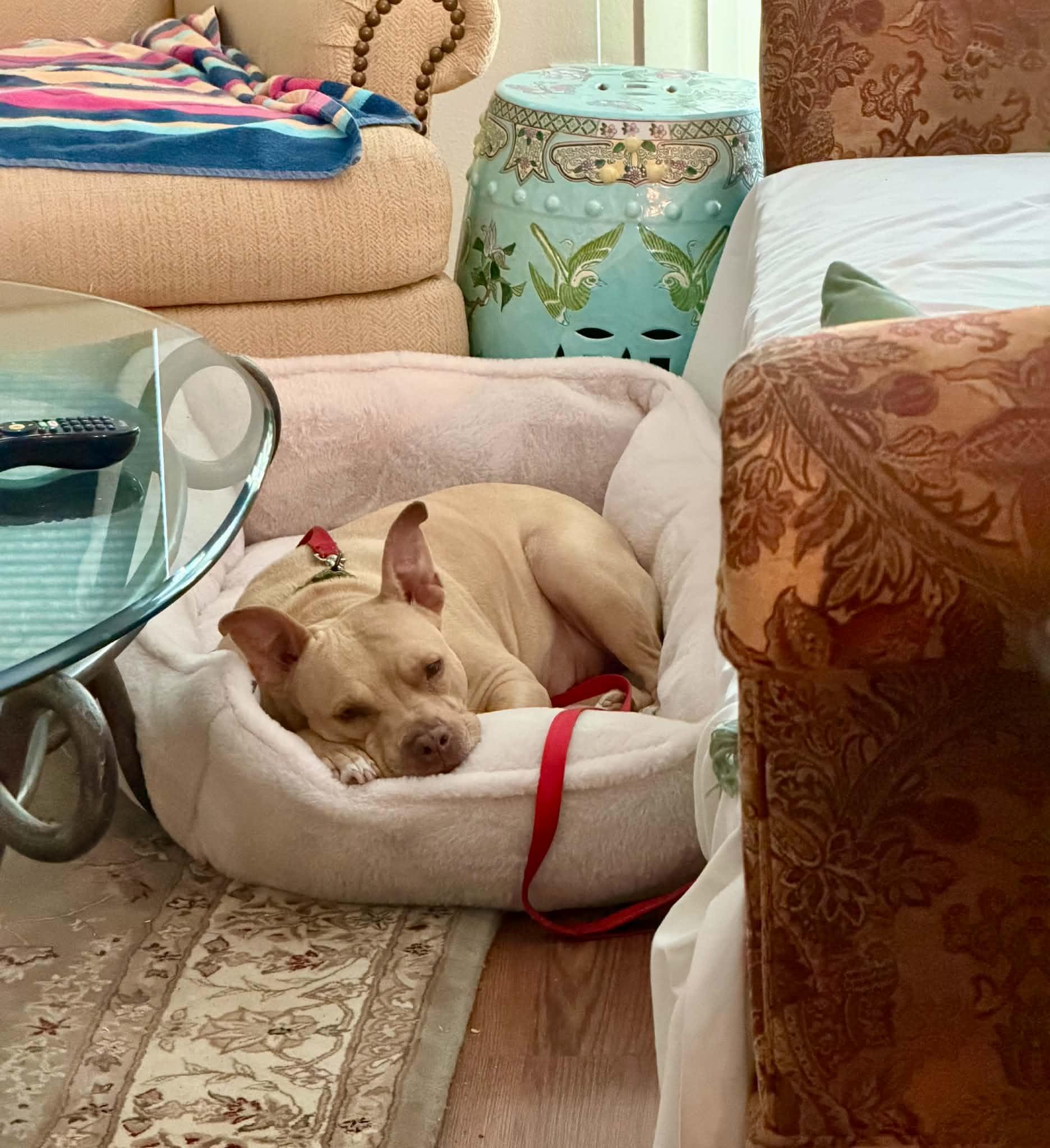 Molly, a ADOPTABLE mixed breed in Jupiter, FL image 2/5