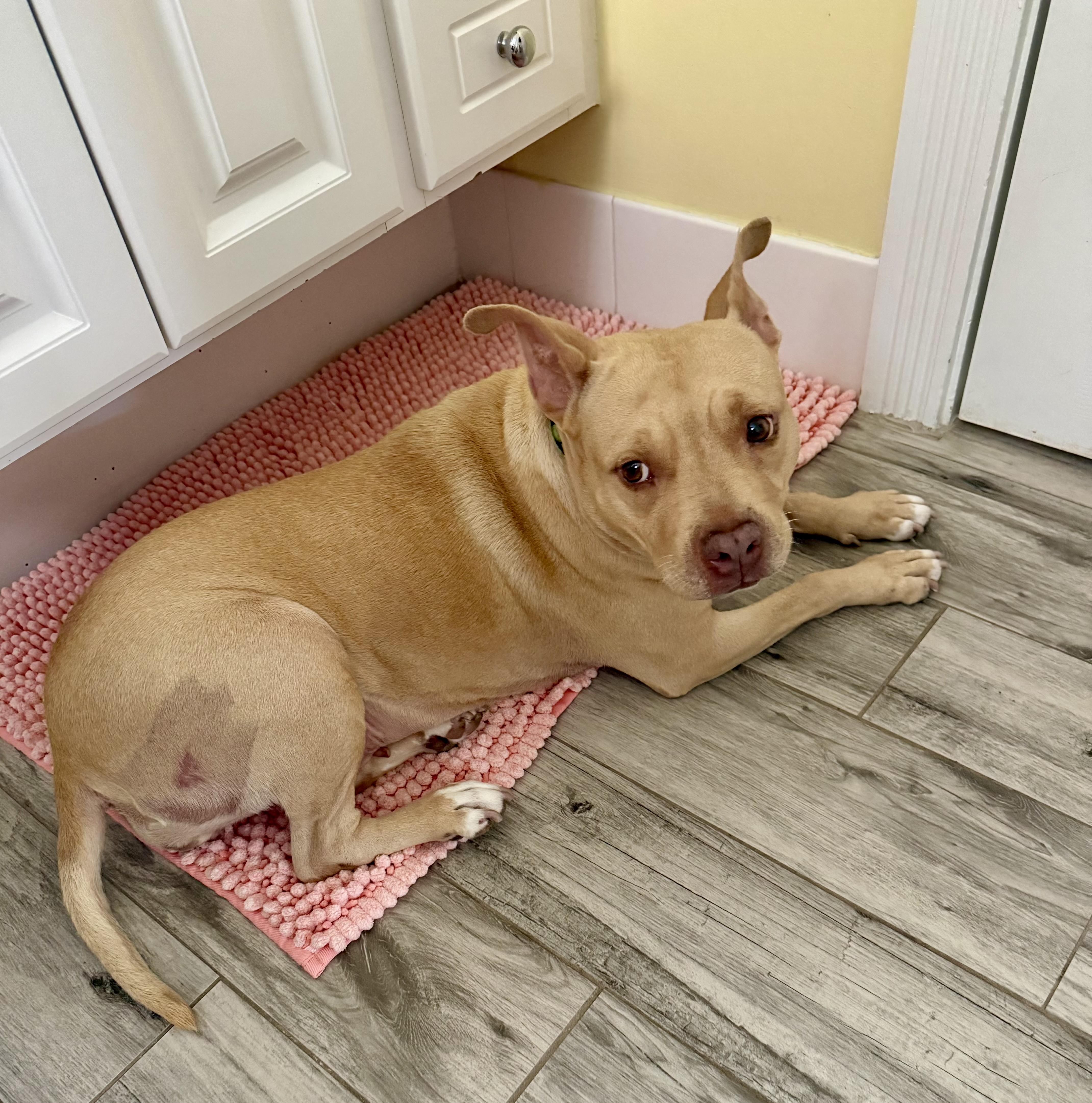 Molly, a ADOPTABLE mixed breed in Jupiter, FL image 4/5