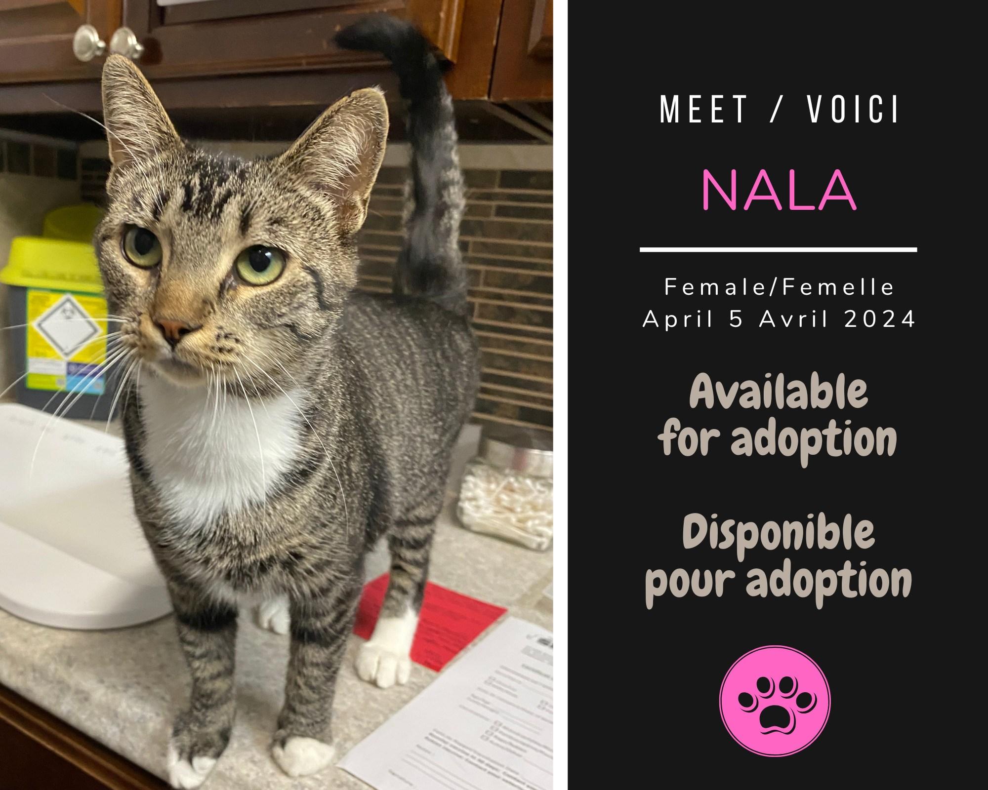 Nala, Adopted, Adult Female Domestic Short Hair.