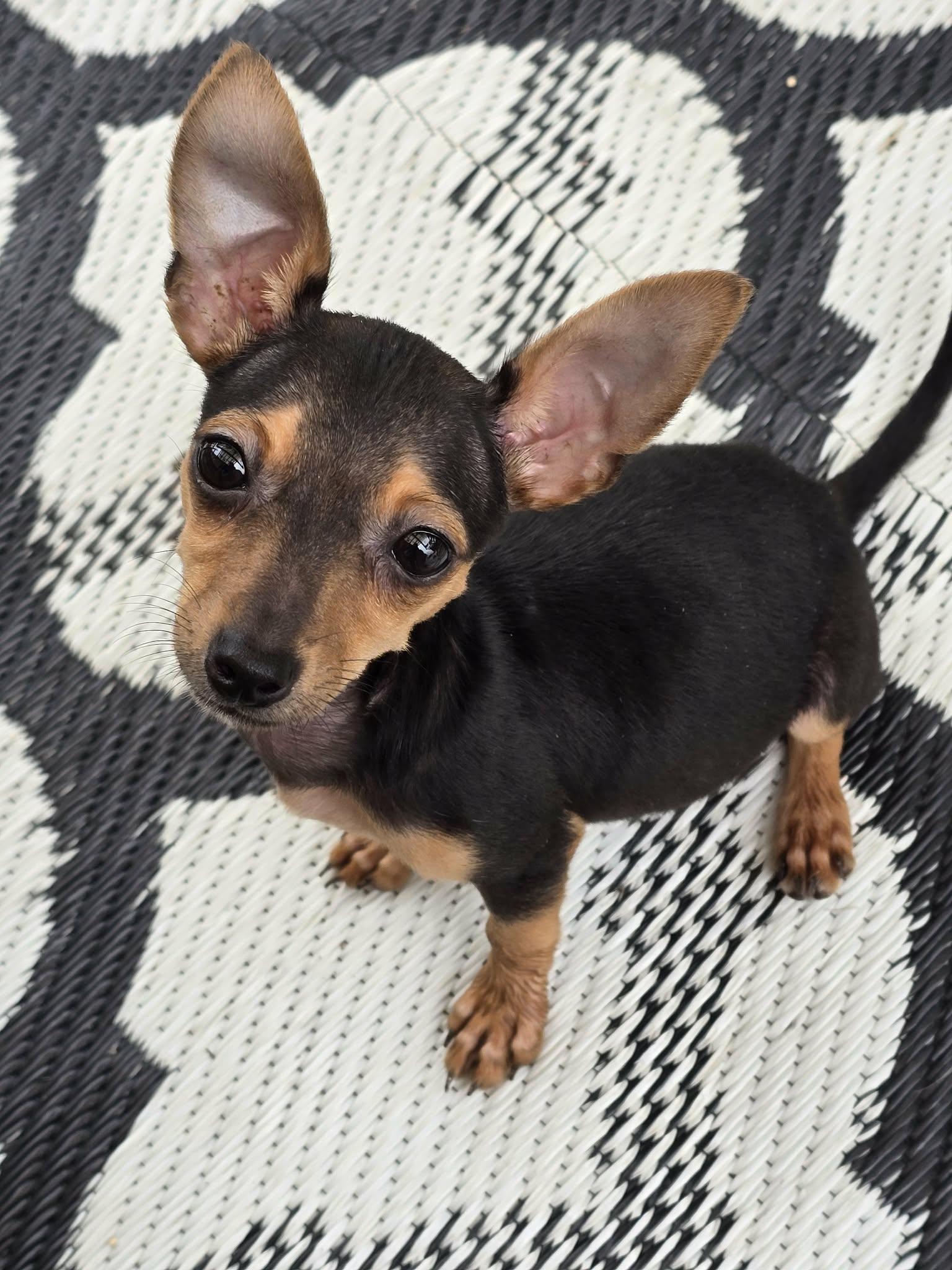 Sassy, Adoptable, Puppy Female Chihuahua.