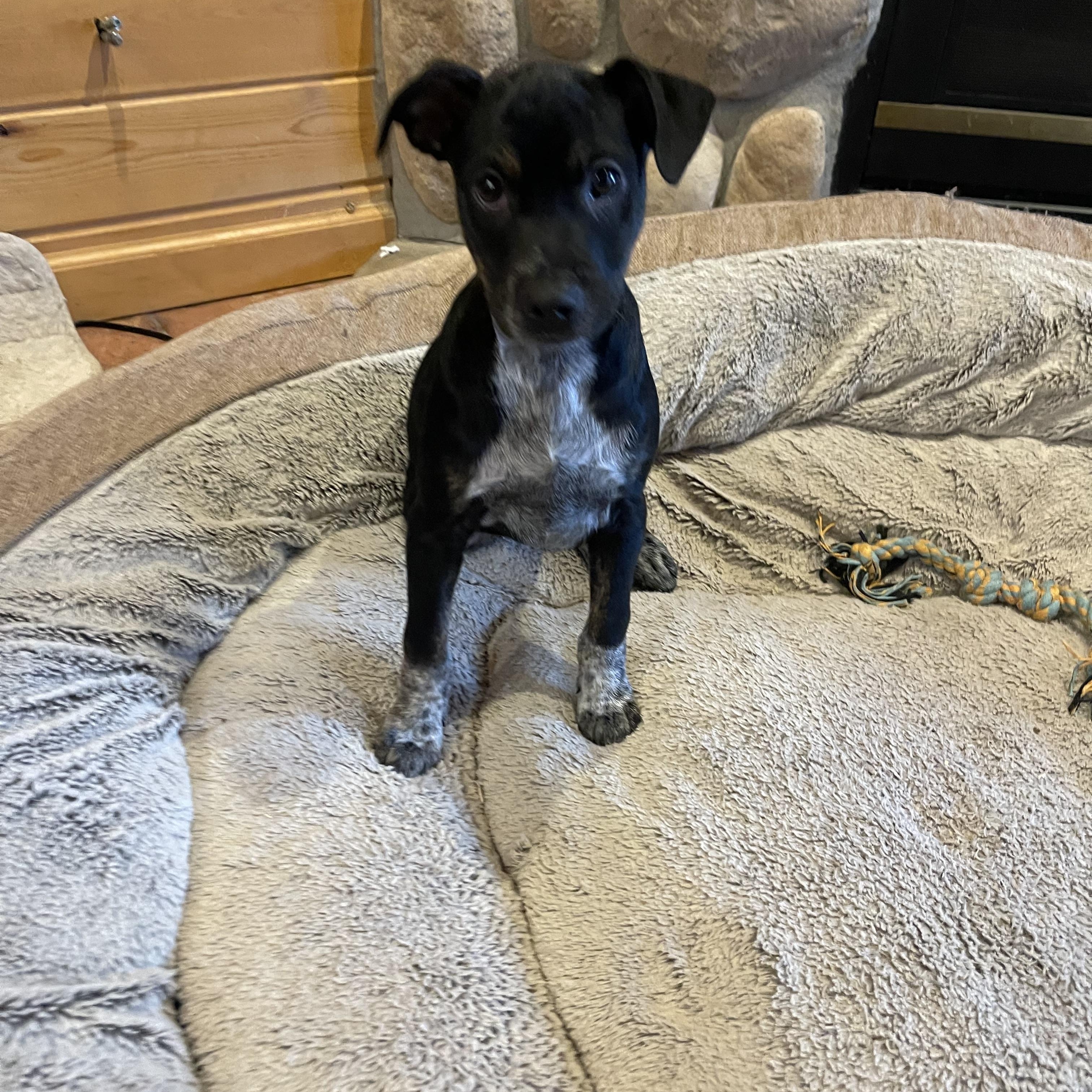 Sugar Daddy, Adoptable, Puppy Male Chihuahua & Australian Cattle Dog / Blue Heeler.