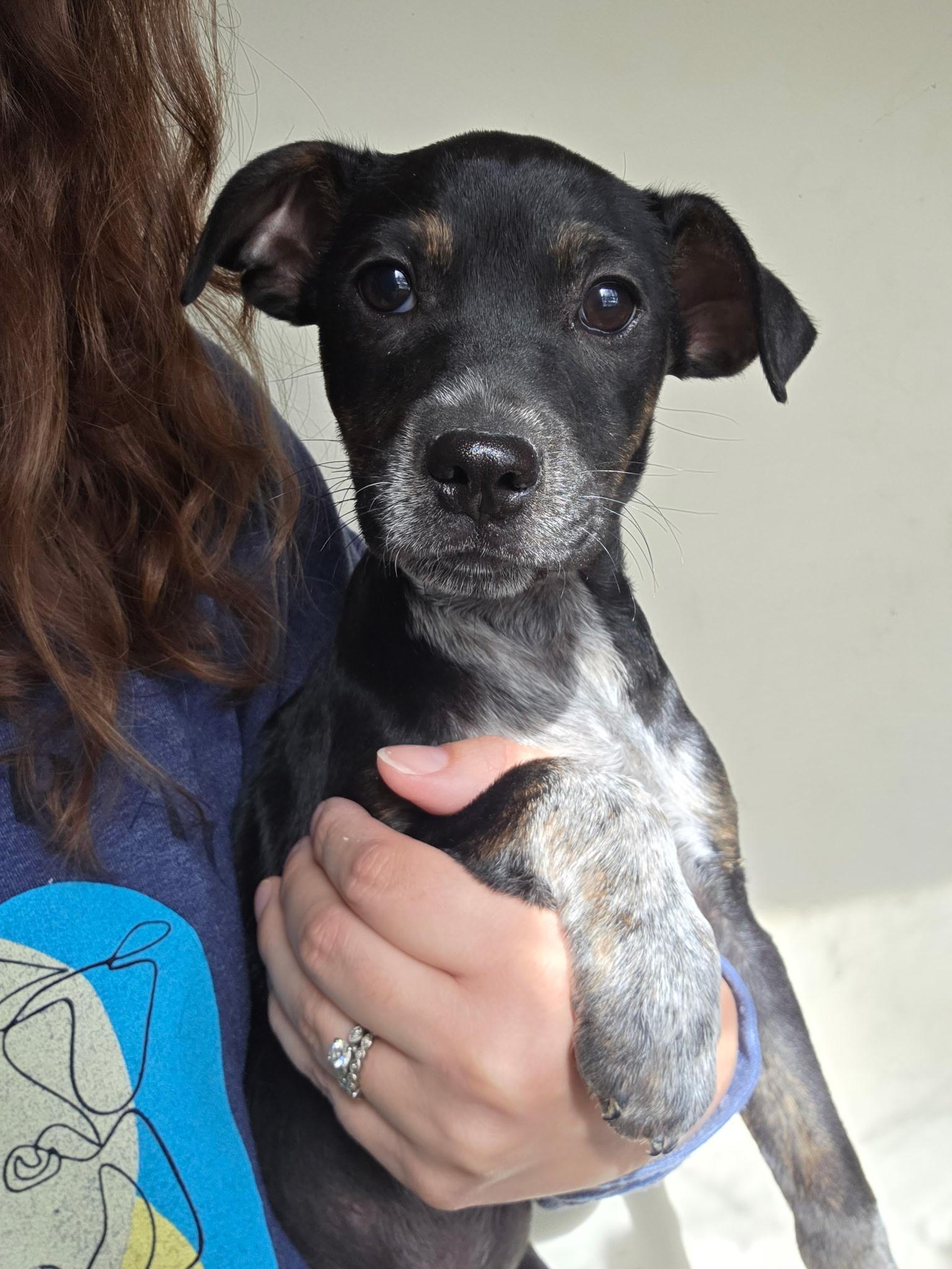 Enlarge Sugar Daddy, a Adoptable mixed breed in Winter, WI image 1/1