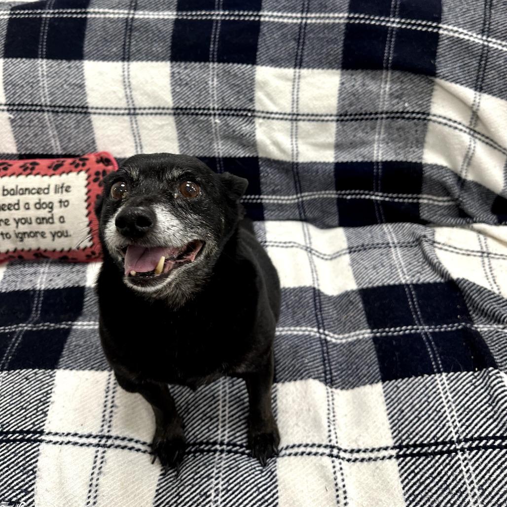 Wilfred, Adoptable, Senior Male Chihuahua.