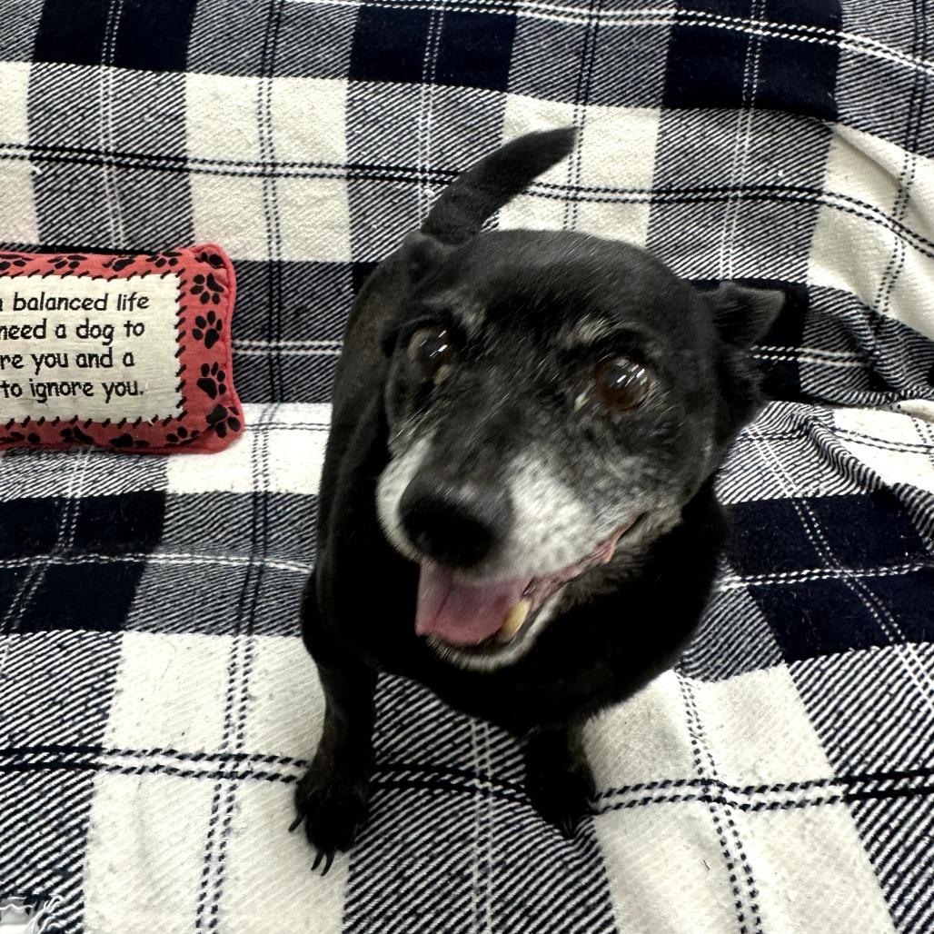Wilfred, a Adoptable Chihuahua in Donalsonville, GA image 2/3