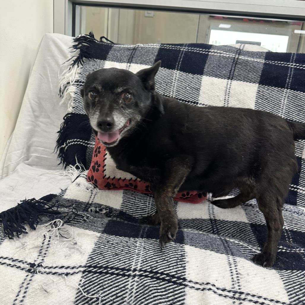 Wilfred, a Adoptable Chihuahua in Donalsonville, GA image 3/3