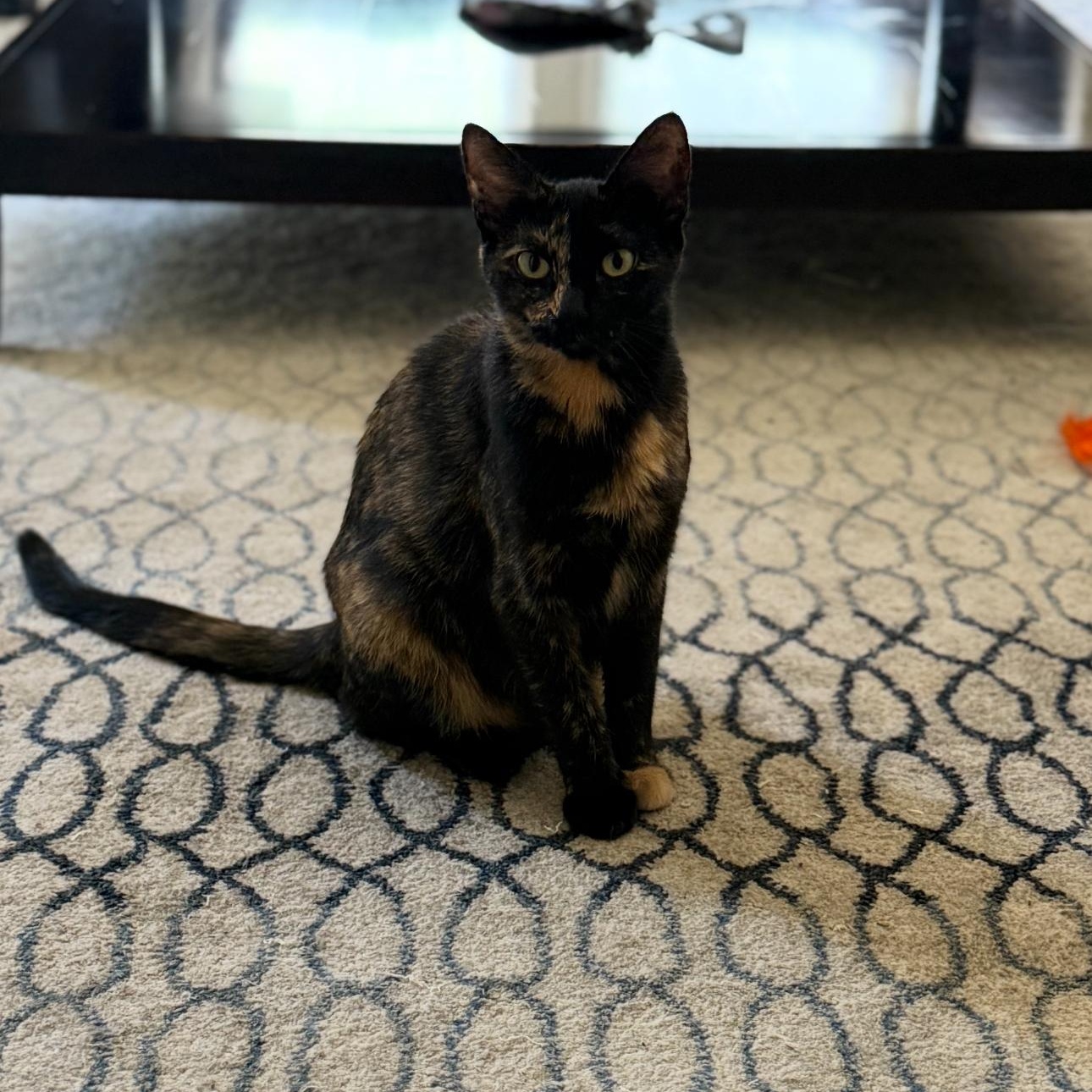 Ember - sweet - loves men - friendly , an adoptable American Shorthair in Austin, TX image 3/5