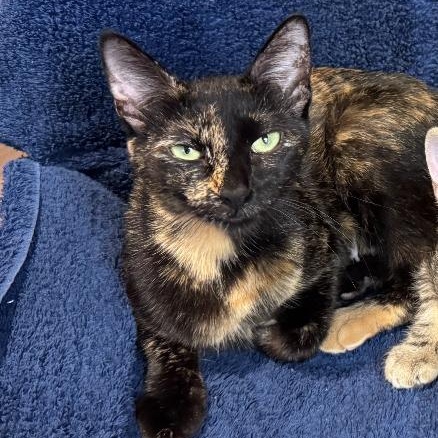 Ember - sweet - loves men - friendly , adoptable, Young Female American Shorthair.