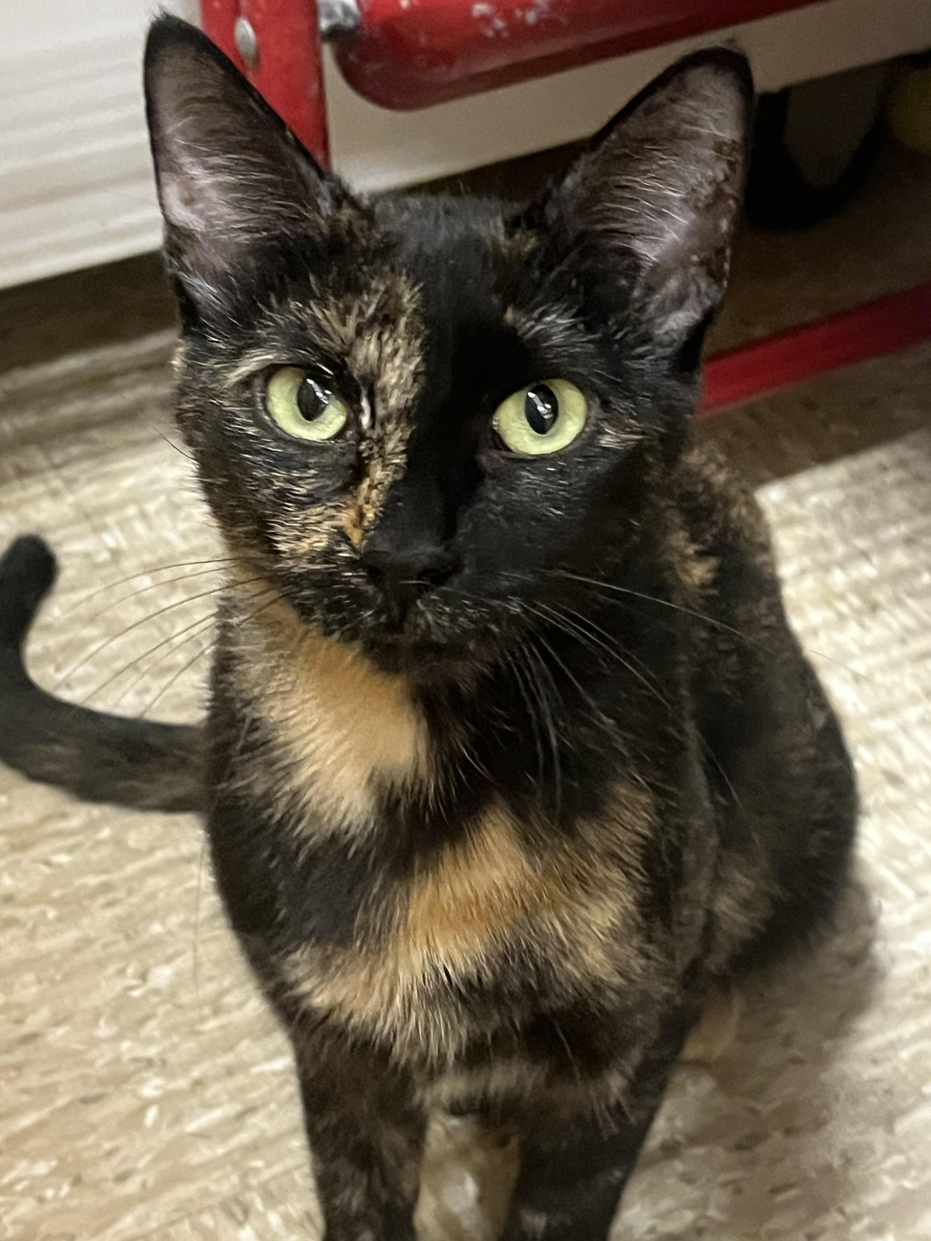 Ember - sweet - loves men - friendly , an adoptable American Shorthair in Austin, TX image 1/5