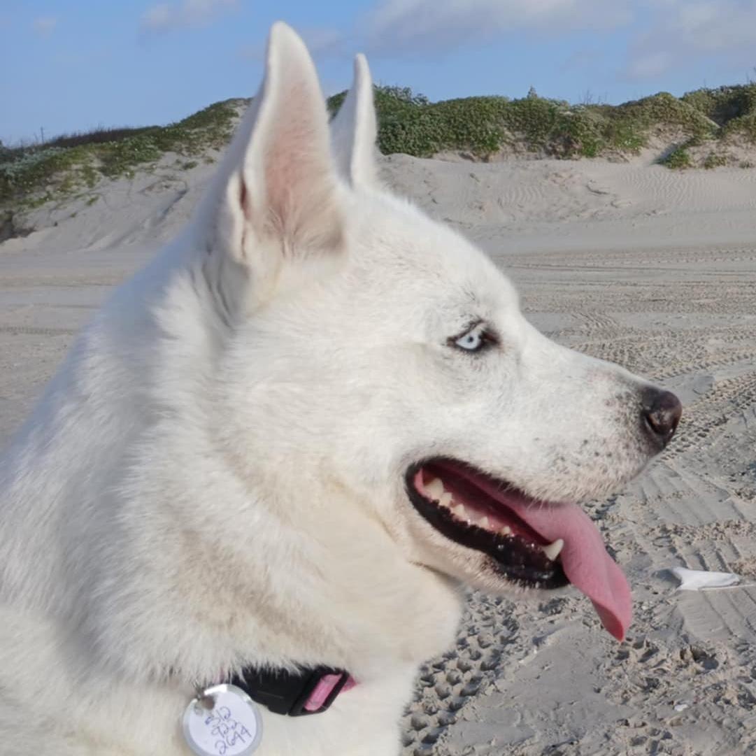 Enlarge Sky, a Adoptable mixed breed in Georgetown, TX image 2/5