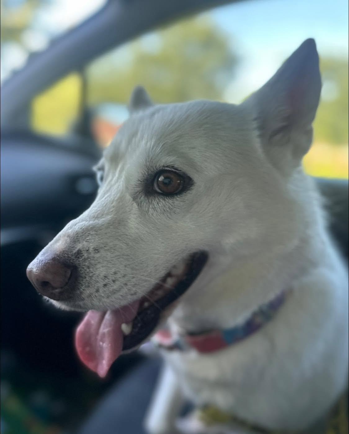 Sky, Adoptable, Adult Female White German Shepherd & Husky.