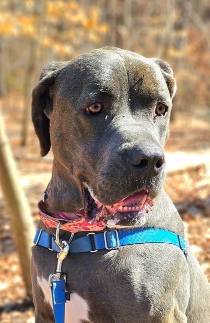 Enlarge Cali, a Adoptable Cane Corso in Annapolis, MD image 3/4
