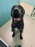 Enlarge Cali, a Adoptable Cane Corso in Annapolis, MD image 4/4
