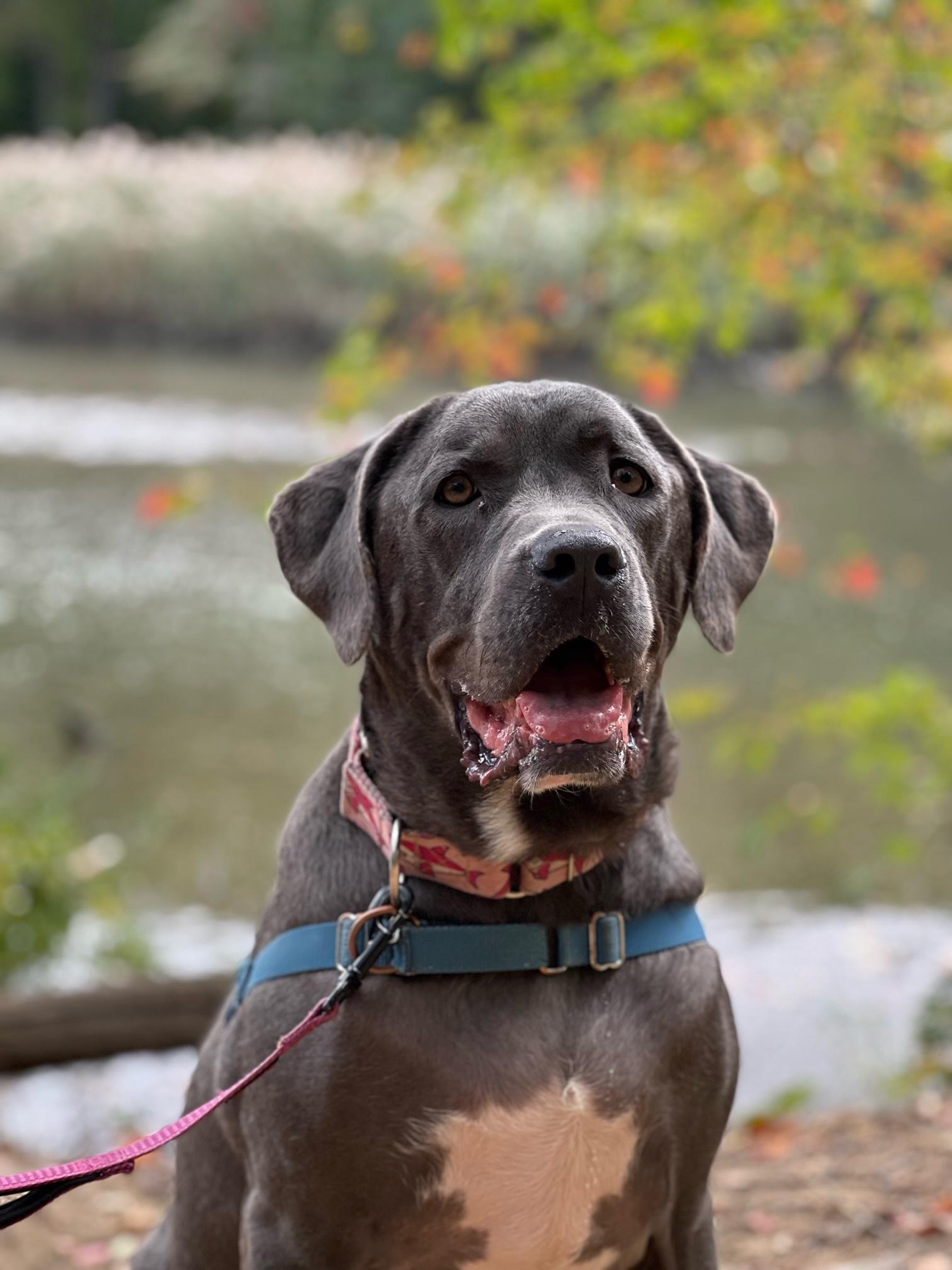 Enlarge Cali, a Adoptable Cane Corso in Annapolis, MD image 1/4