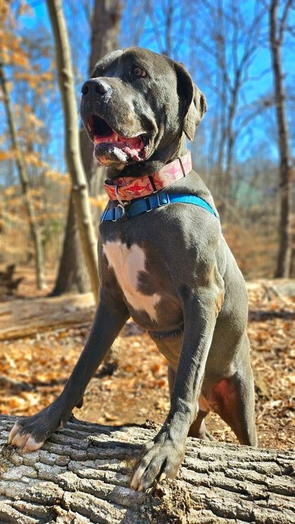 Enlarge Cali, a Adoptable Cane Corso in Annapolis, MD image 2/4