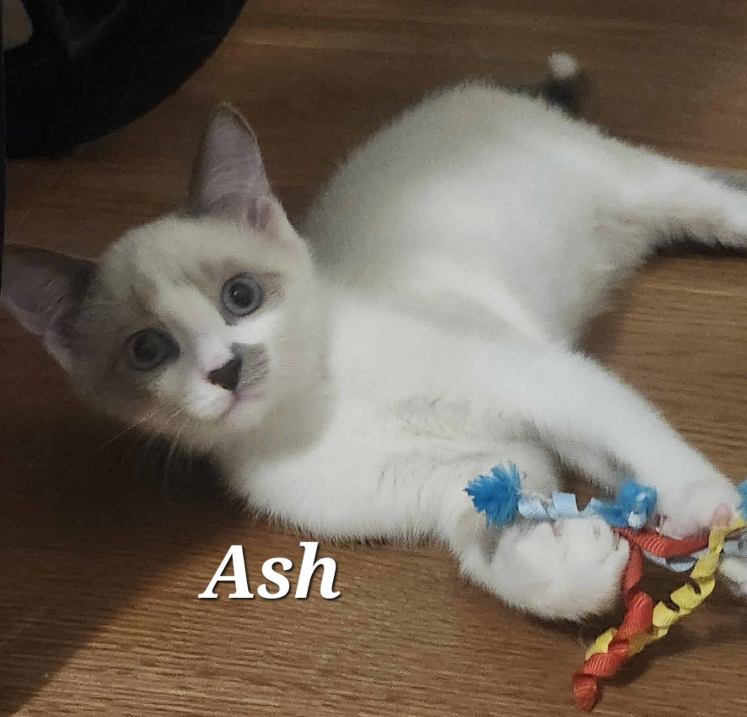 Ash, ADOPTABLE, Kitten Male Siamese & Domestic Short Hair.