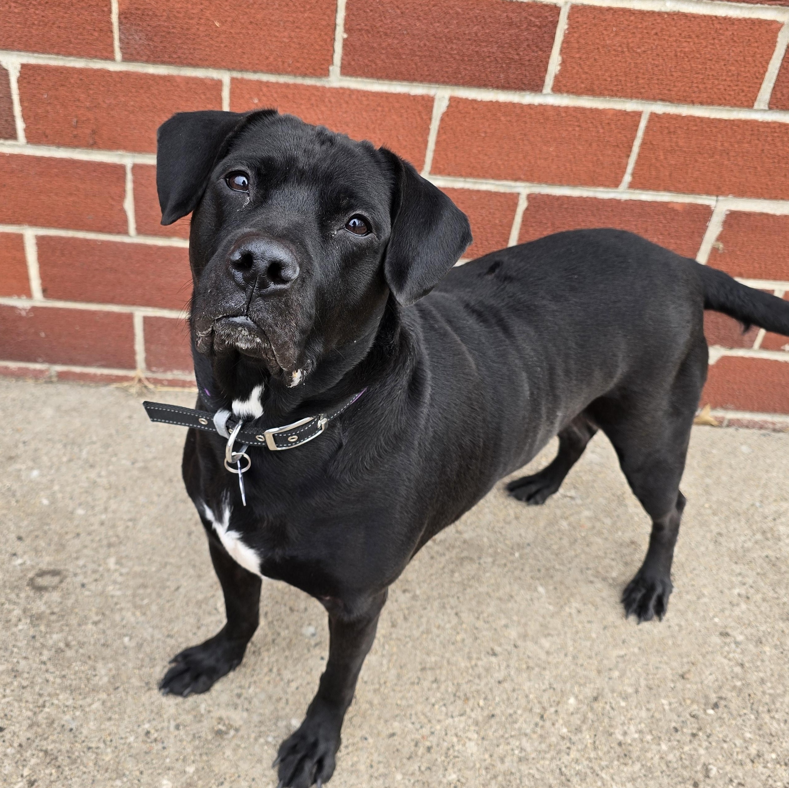 Enlarge Delilah , a ADOPTABLE Black Labrador Retriever in Des Moines, IA image 3/5
