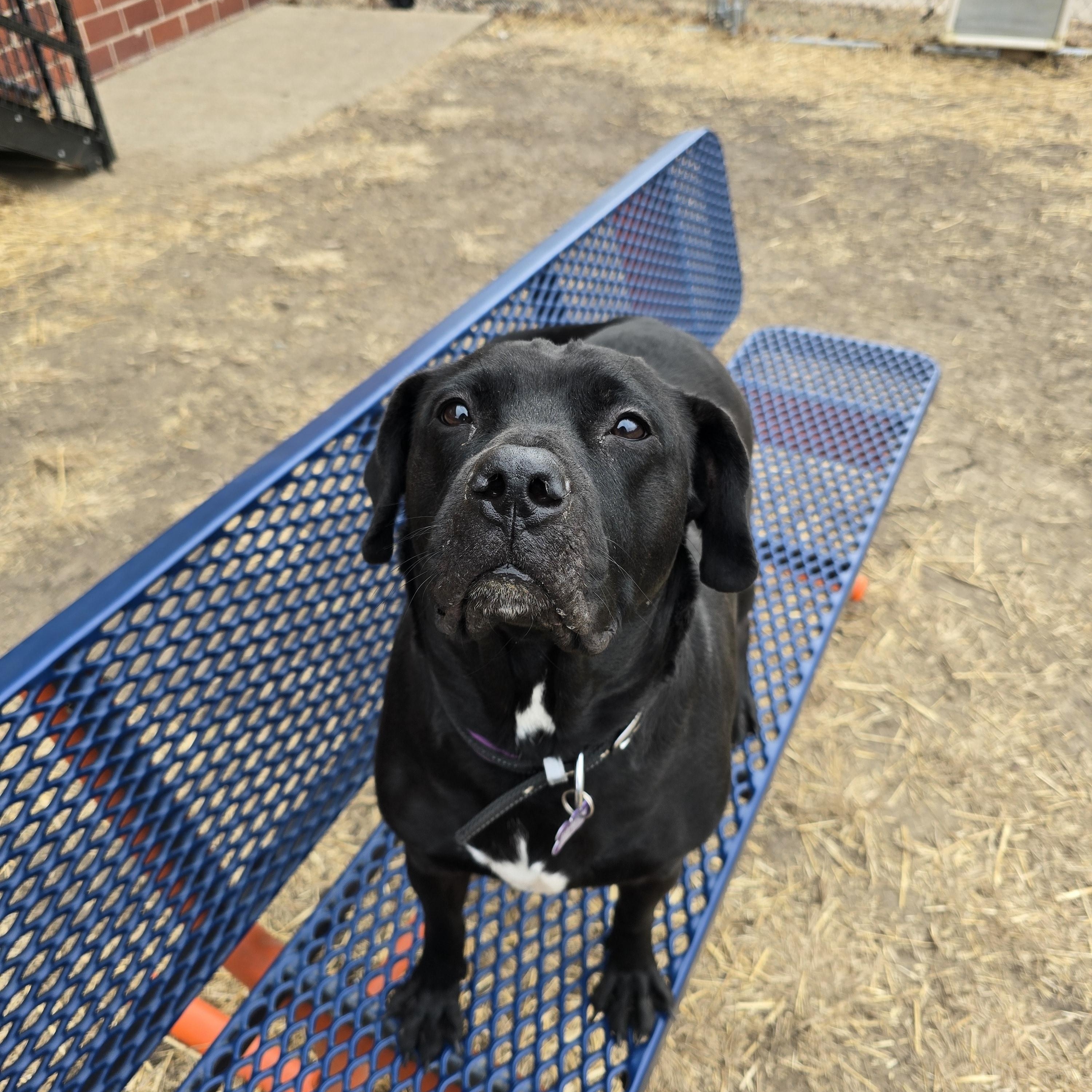 Enlarge Delilah , a ADOPTABLE Black Labrador Retriever in Des Moines, IA image 4/5