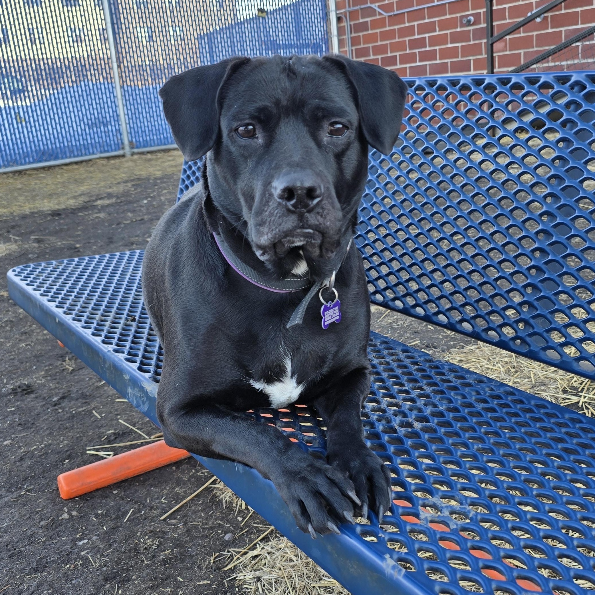Enlarge Delilah , a ADOPTABLE Black Labrador Retriever in Des Moines, IA image 1/5