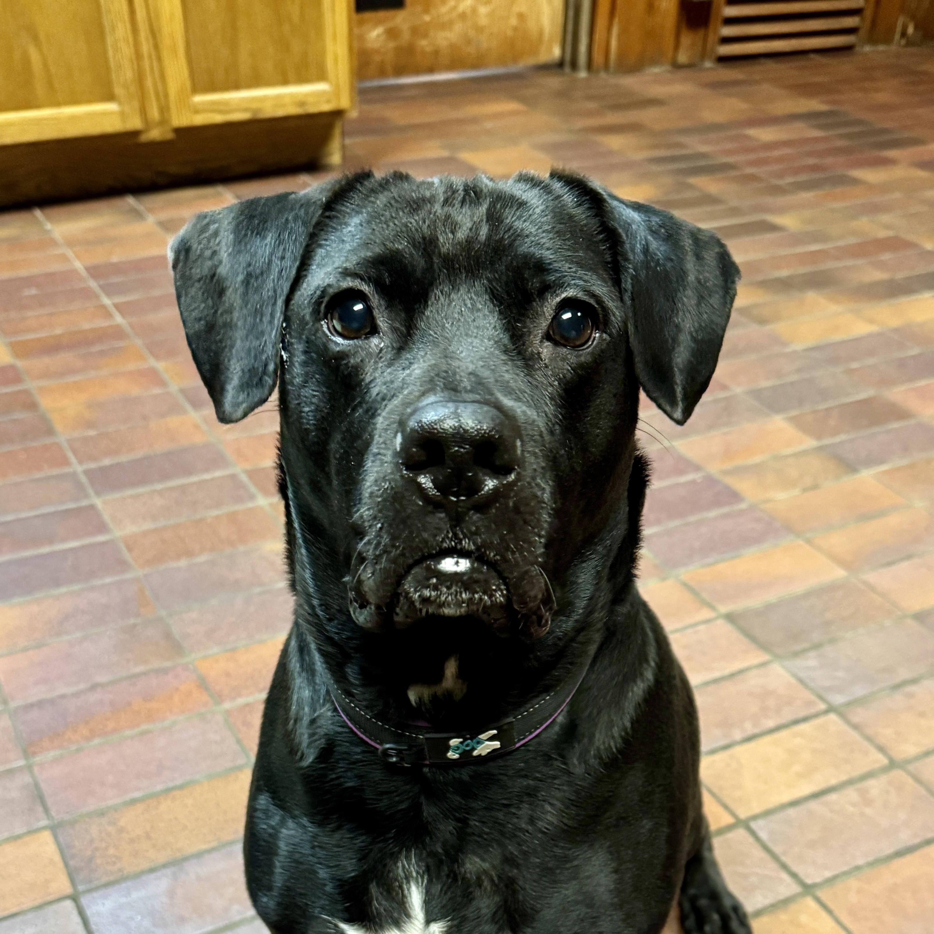 Enlarge Delilah , a ADOPTABLE Black Labrador Retriever in Des Moines, IA image 5/5