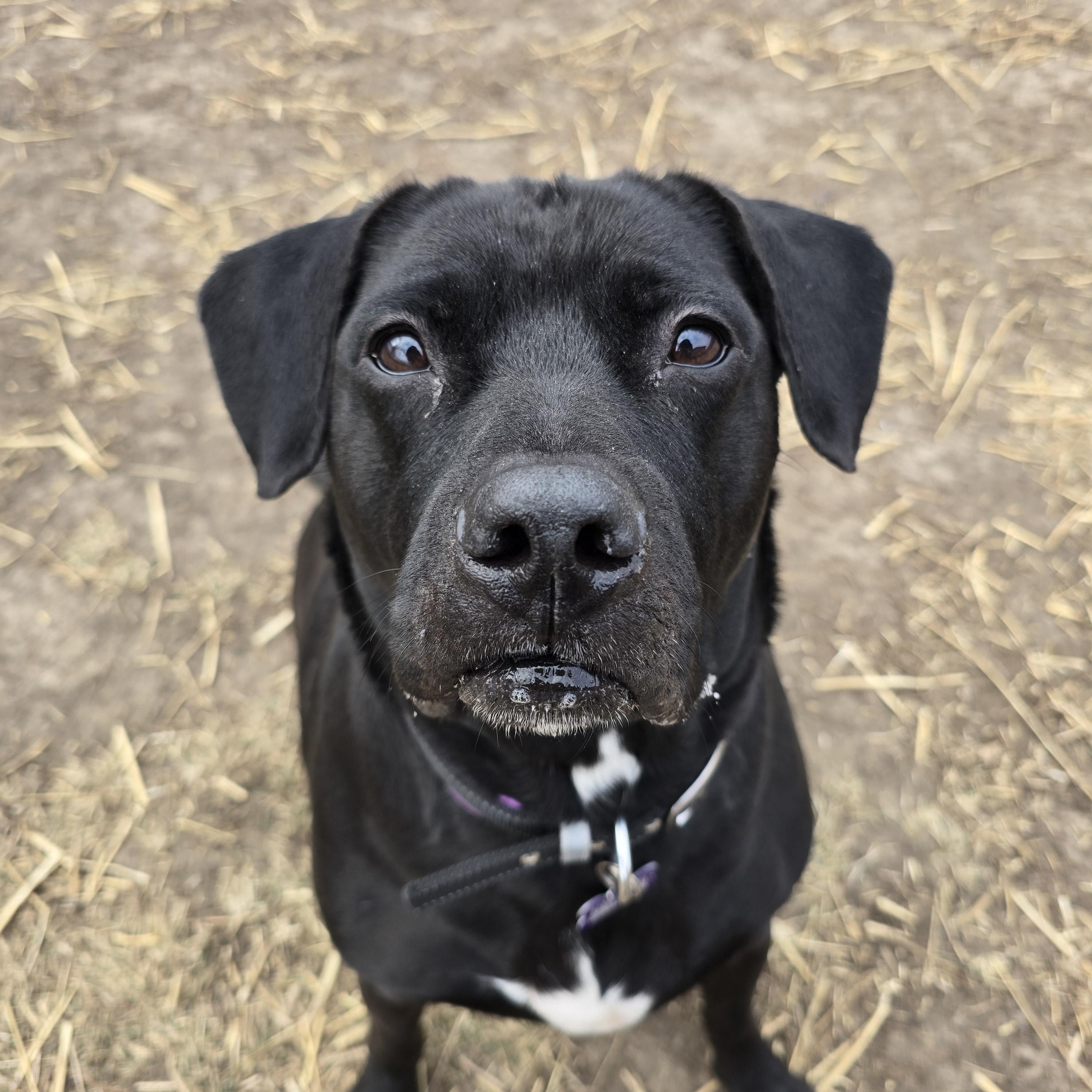 Enlarge Delilah , a ADOPTABLE Black Labrador Retriever in Des Moines, IA image 2/5