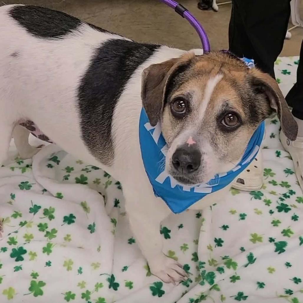 Enlarge Turtle Tuck in NH! Come Meet our Adoptable Dogs Wed-Sat, More Info in Bio! , a ADOPTABLE mixed breed in Manchester, NH image 2/2