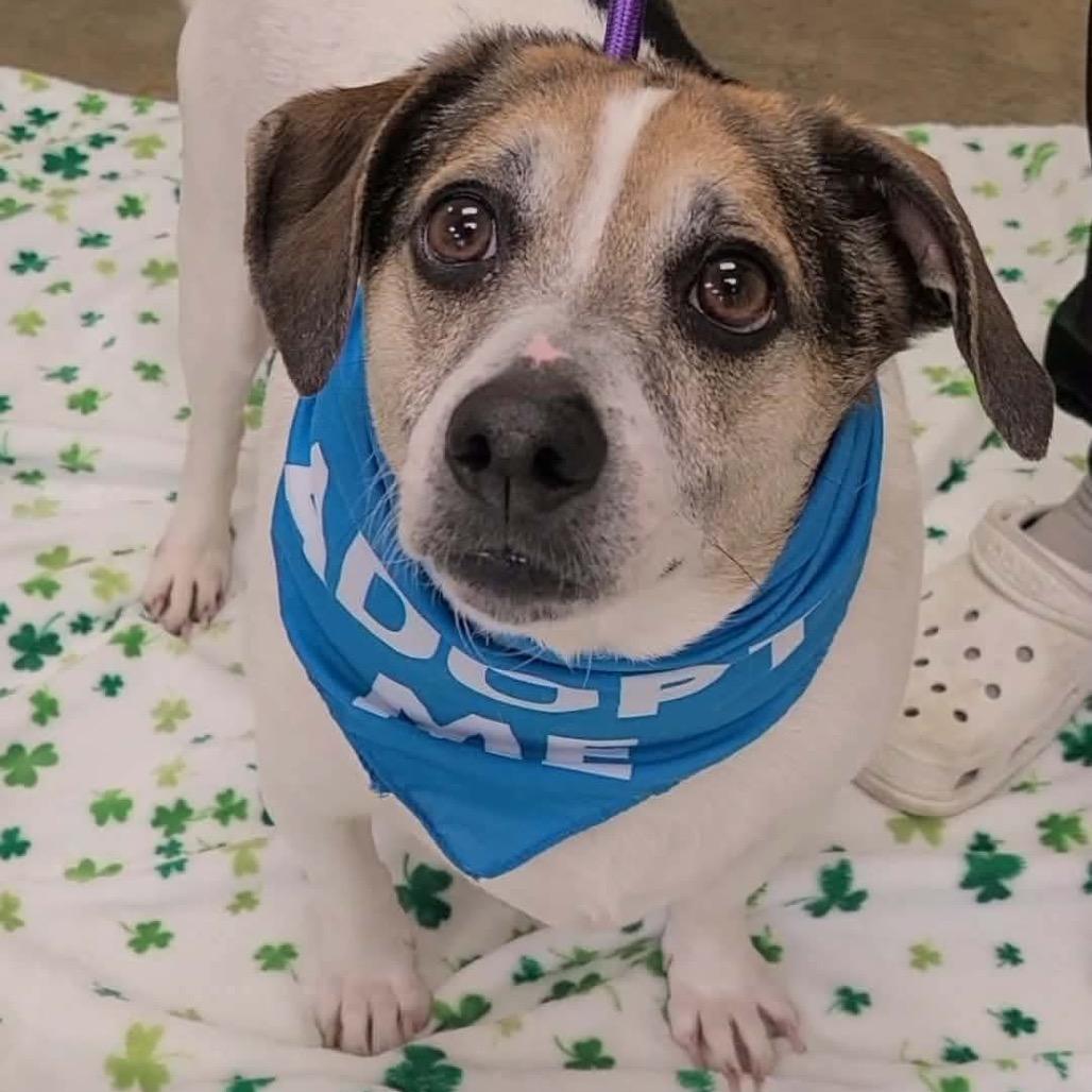 Turtle Tuck in NH! Come Meet our Adoptable Dogs Wed-Sat, More Info in Bio! , ADOPTABLE, Adult Male Beagle.