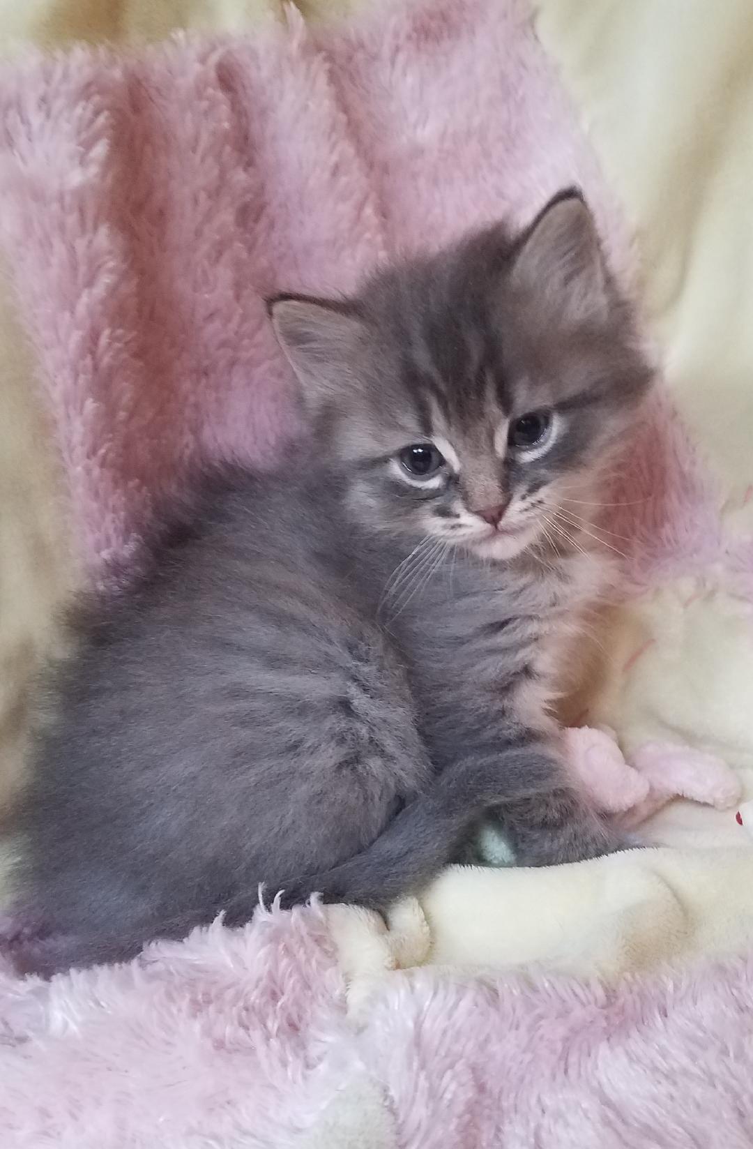 Louie, an adoptable Domestic Medium Hair in Aurora, CO, 80013 | Photo Image 1