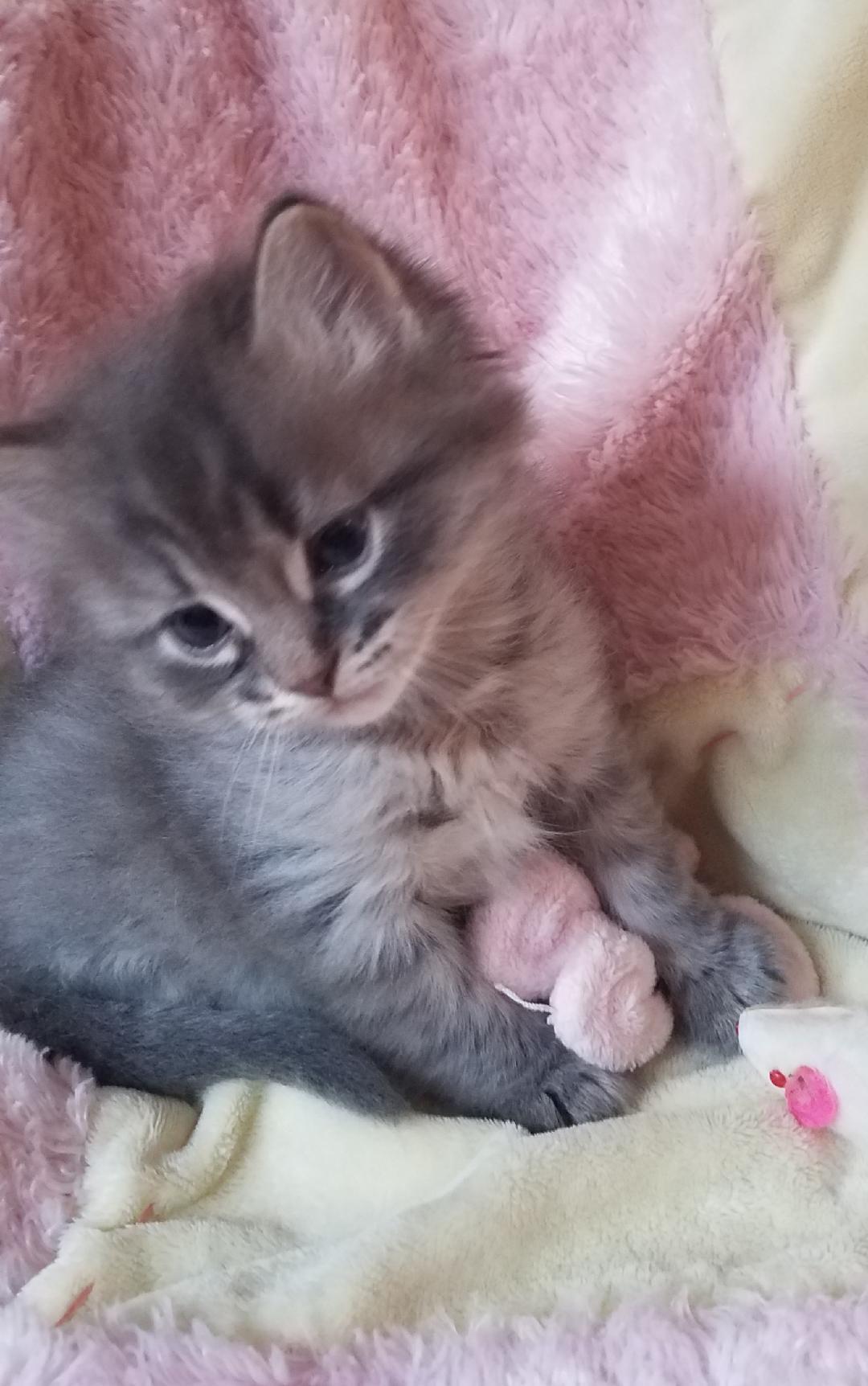 Louie, an adoptable Domestic Medium Hair in Aurora, CO, 80013 | Photo Image 2