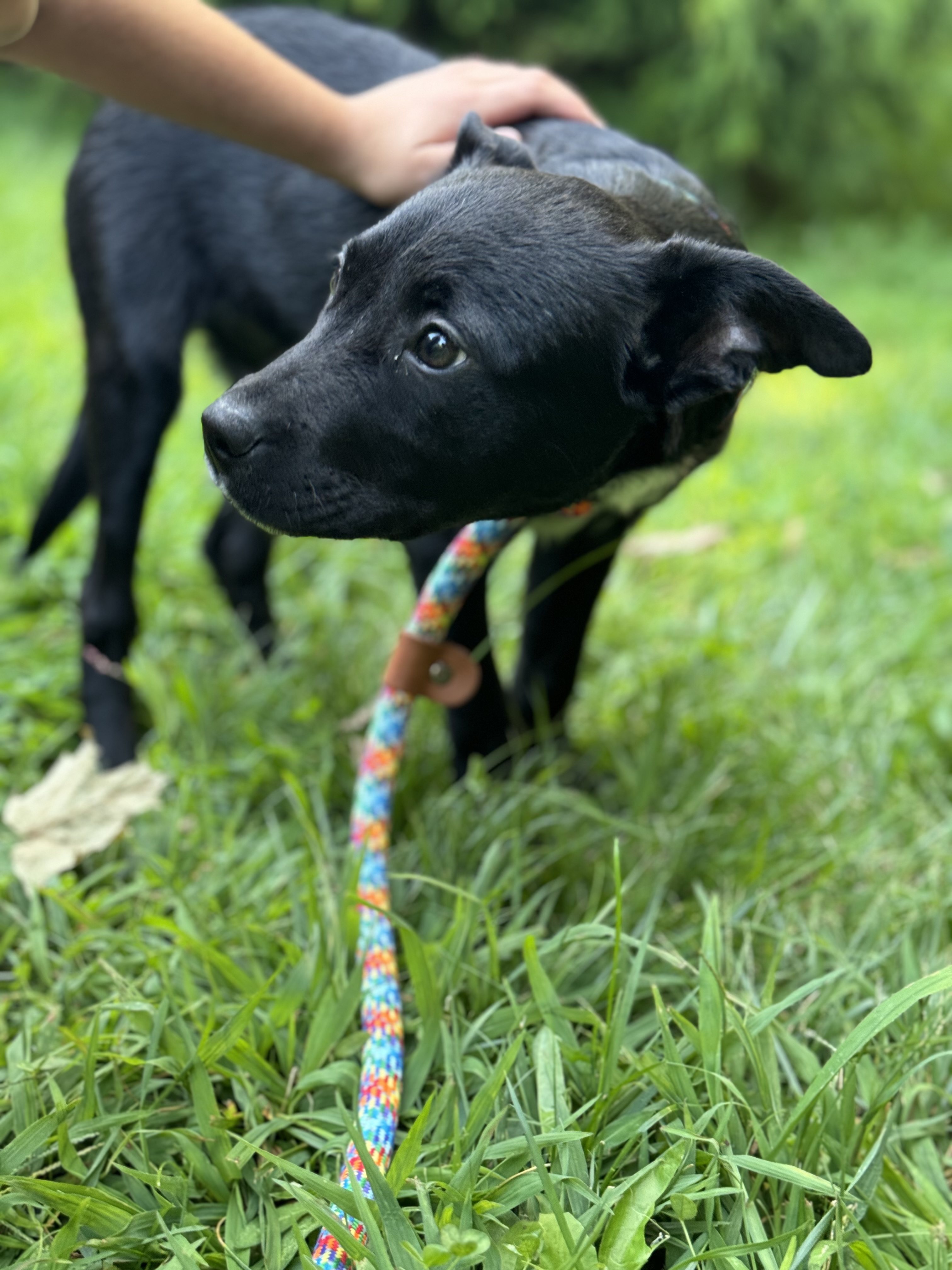 Sweet Pea~The adoption fee on this pet has been waived!