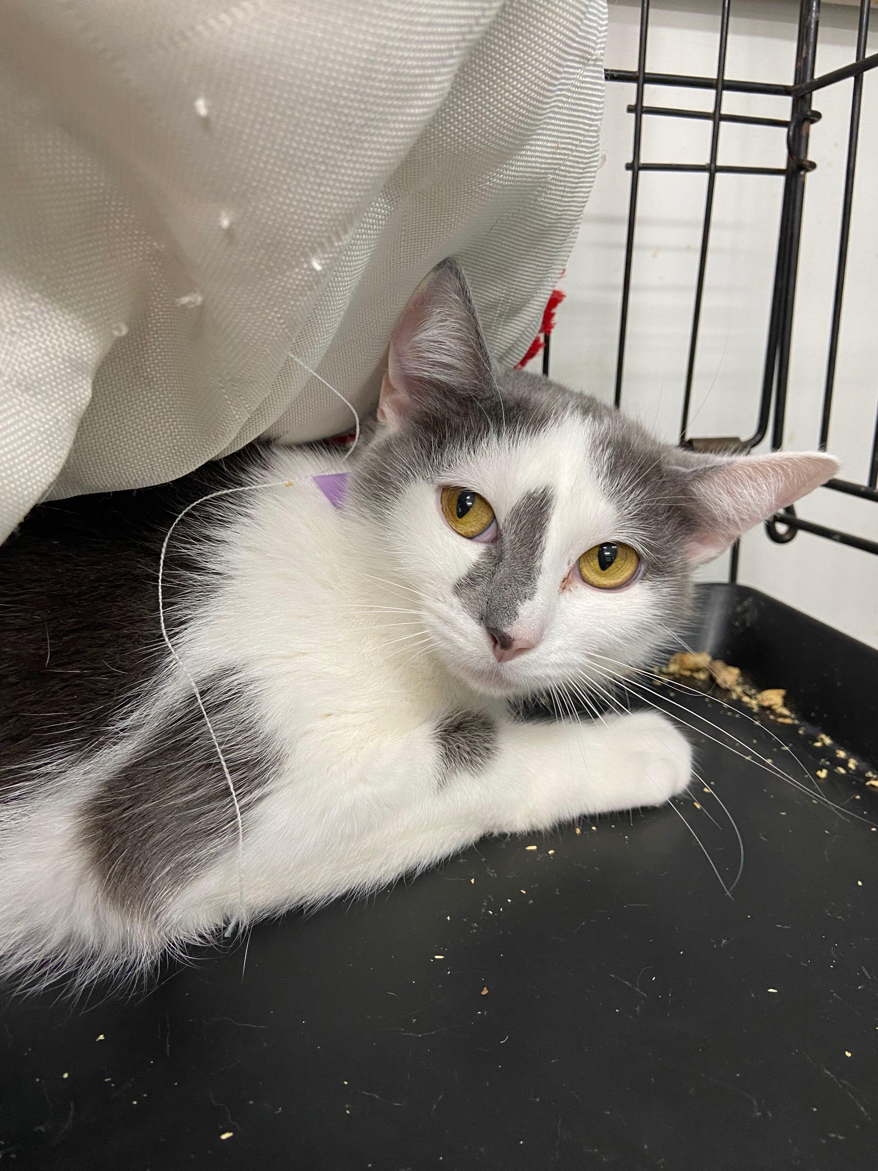 Enlarge LUCKY, an adoptable Domestic Short Hair in Peru, IN image 4/6