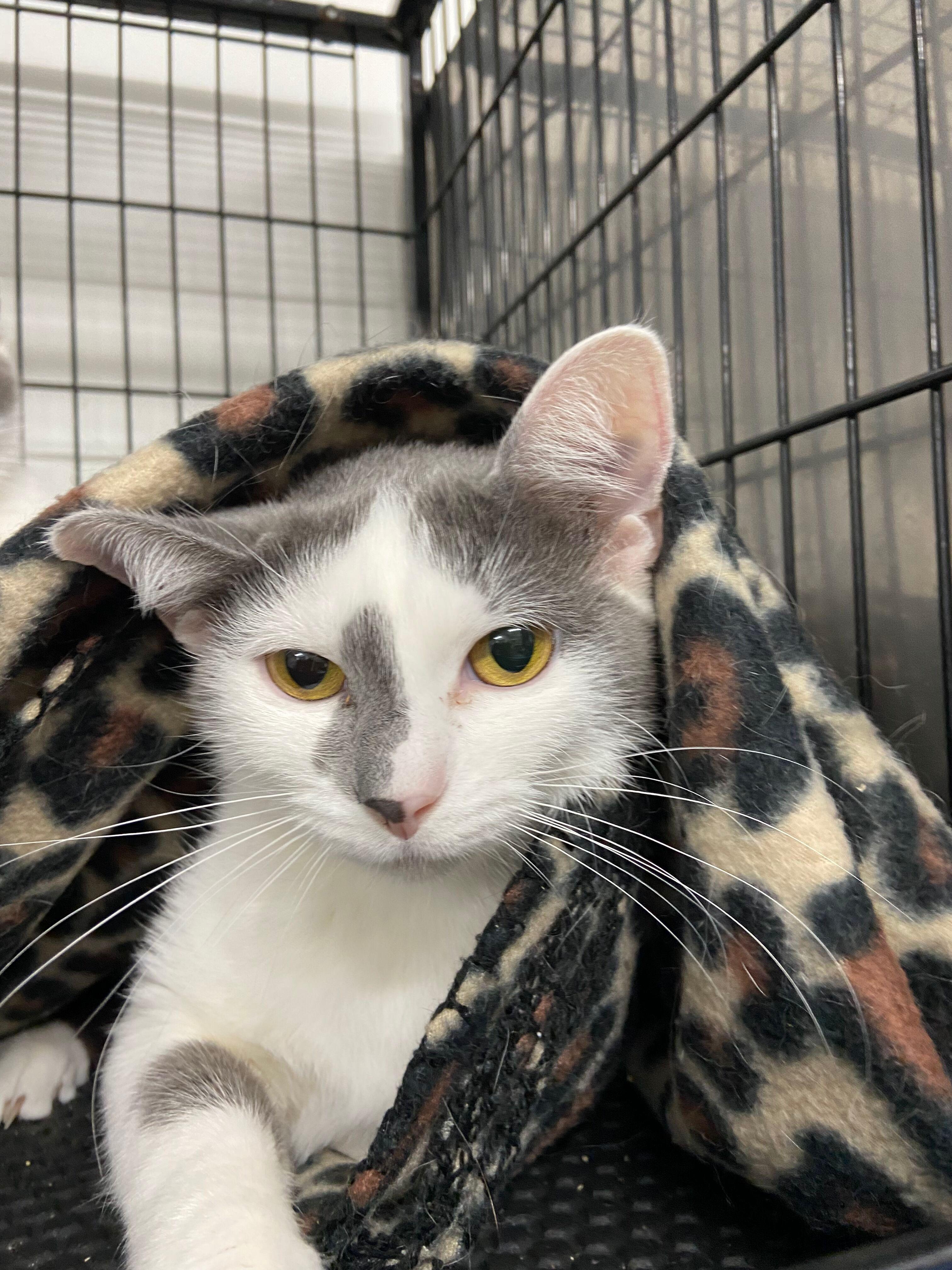 Enlarge LUCKY, an adoptable Domestic Short Hair in Peru, IN image 3/6