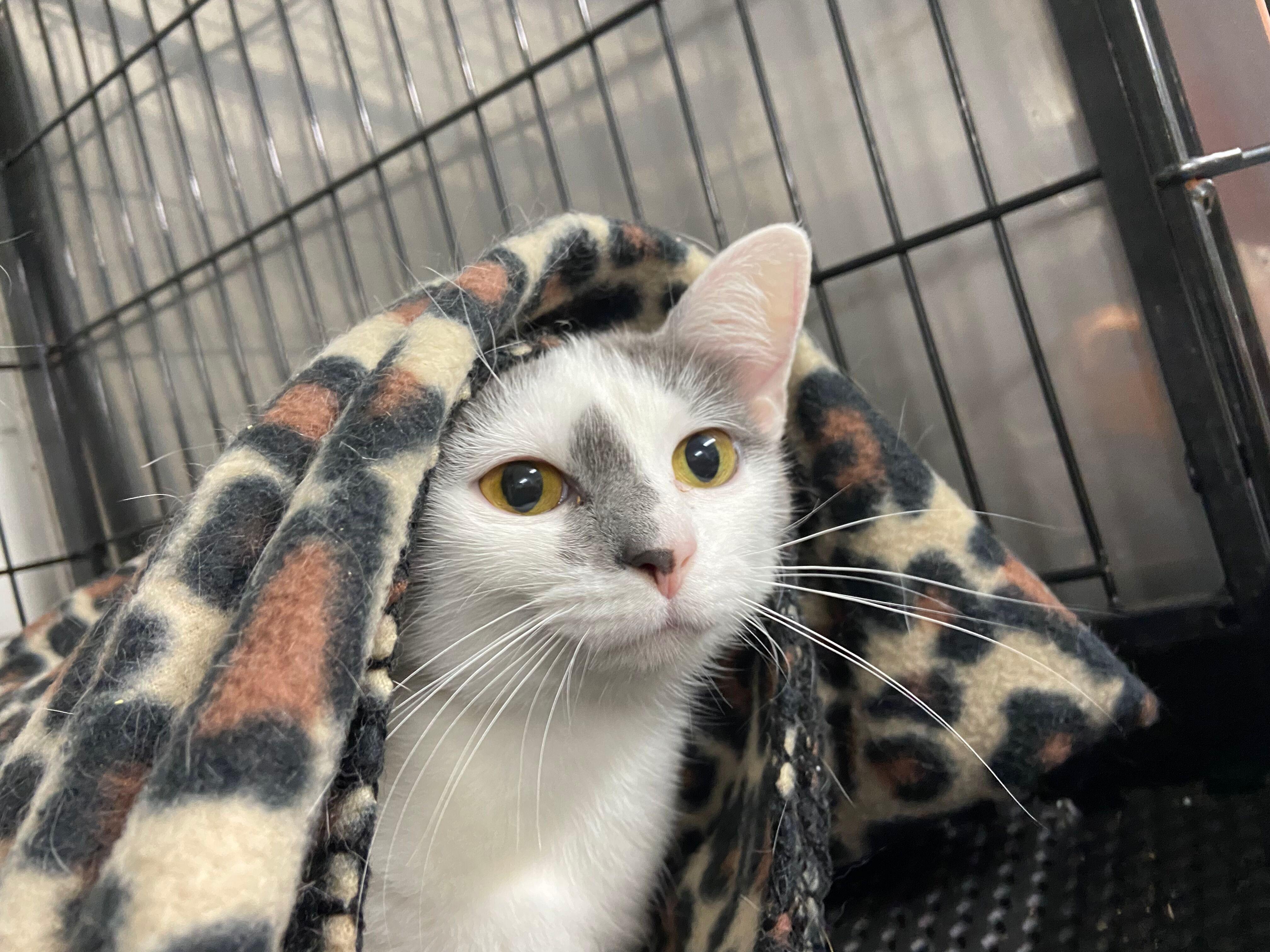 Enlarge LUCKY, an adoptable Domestic Short Hair in Peru, IN image 2/6