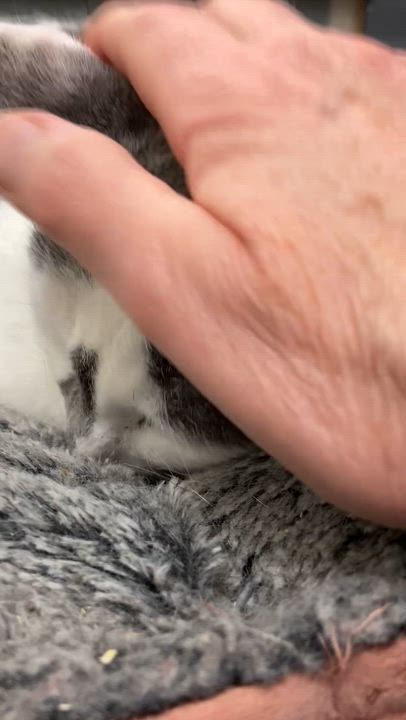 Enlarge LUCKY, an adoptable Domestic Short Hair in Peru, IN video 6/6