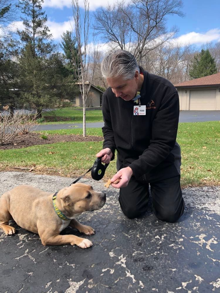 Enlarge Charity - LOWELL, IN, a Adoptable mixed breed in LOWELL, IN image 2/5