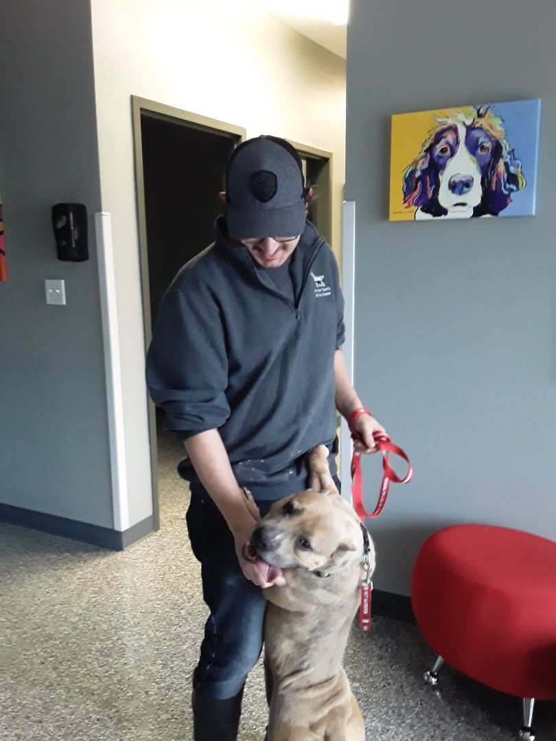 Enlarge Charity - LOWELL, IN, a Adoptable mixed breed in LOWELL, IN image 3/5