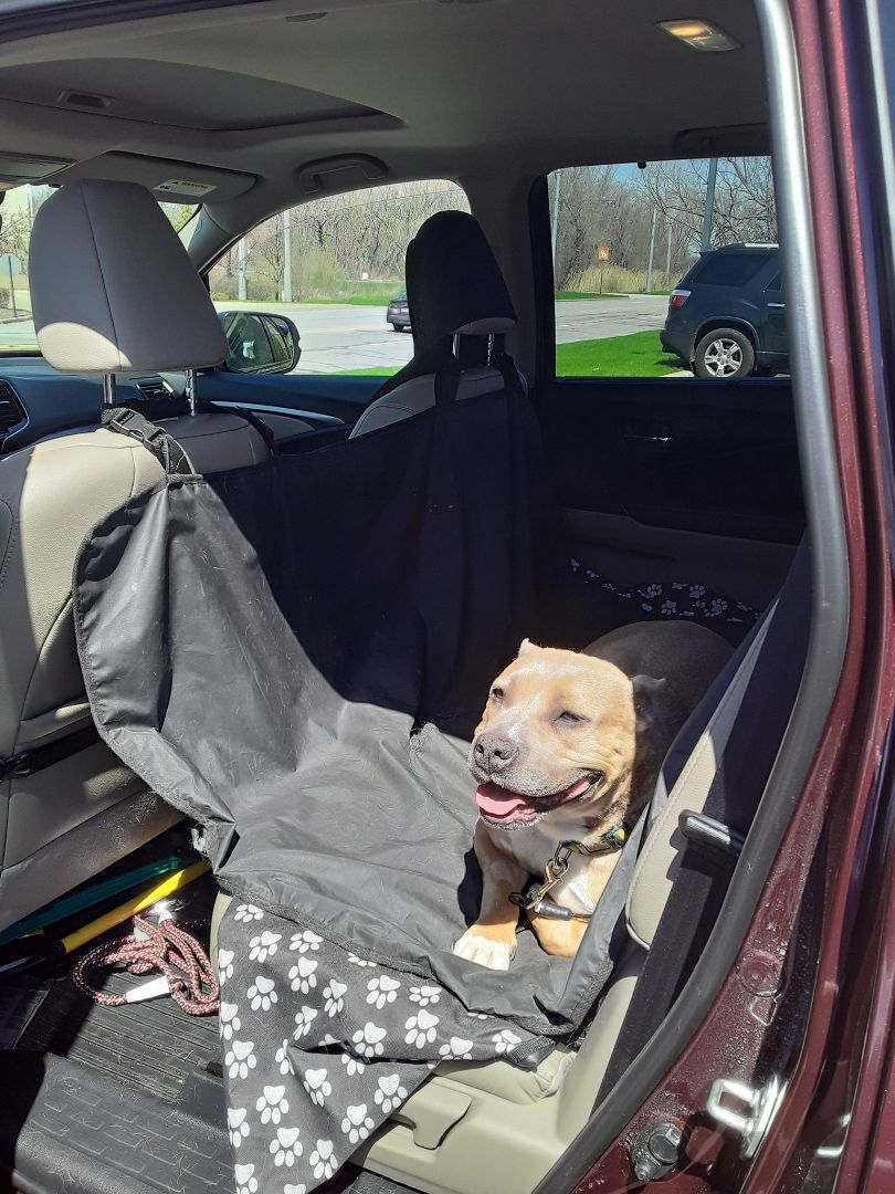 Enlarge Charity - LOWELL, IN, a Adoptable mixed breed in LOWELL, IN image 4/5