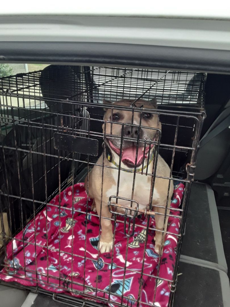 Enlarge Charity - LOWELL, IN, a Adoptable mixed breed in LOWELL, IN image 5/5