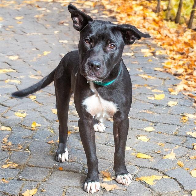 Enlarge PORTOBELLO, a Adoptable mixed breed in St. Louis, MO image 1/1