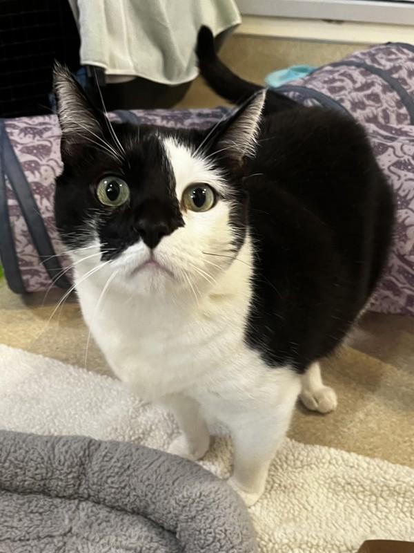 Forklift Felix, Adoptable, Adult Male Domestic Short Hair.