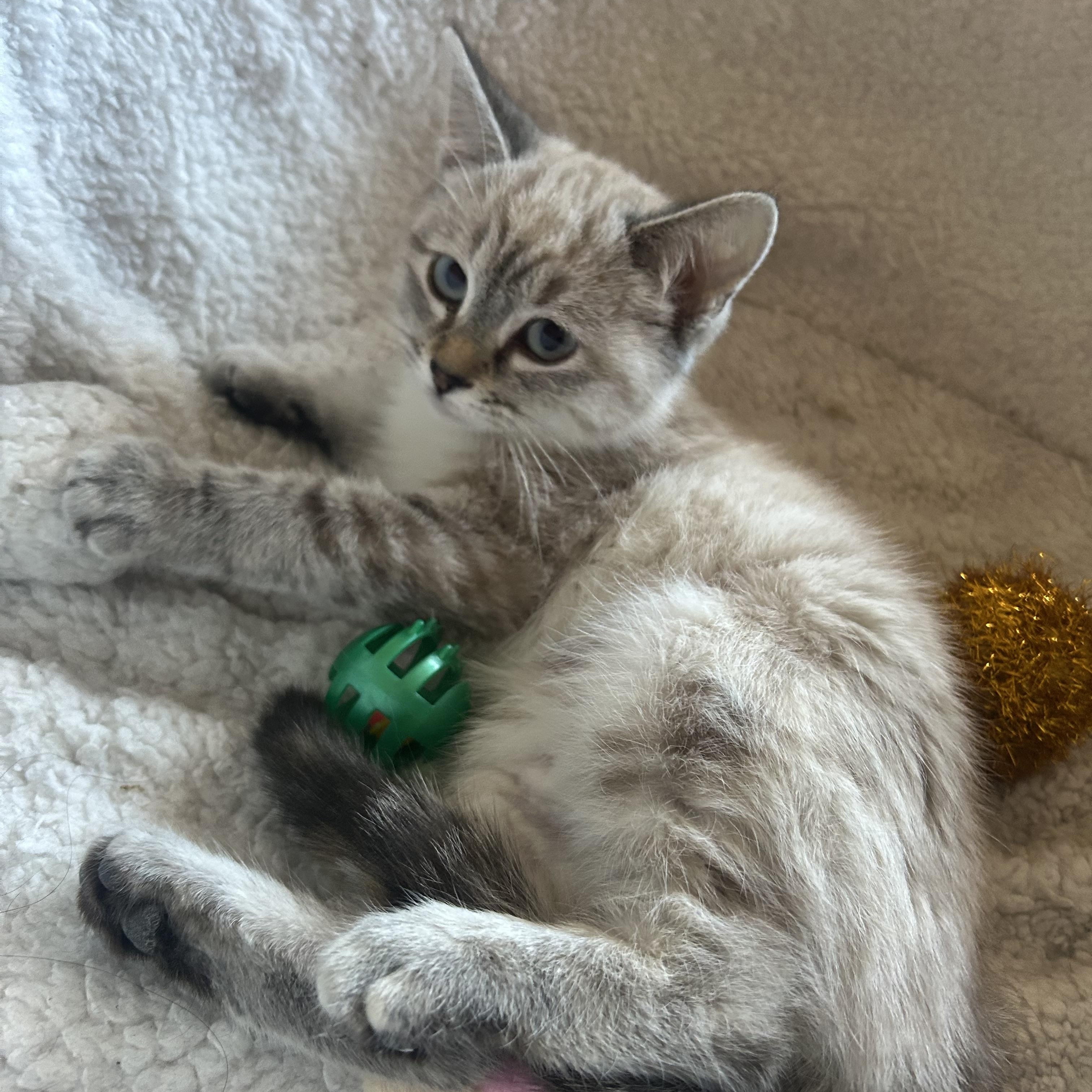 Baby Sasha and Baby Bella, a Adoptable Siamese in Aurora, CO image 1/5