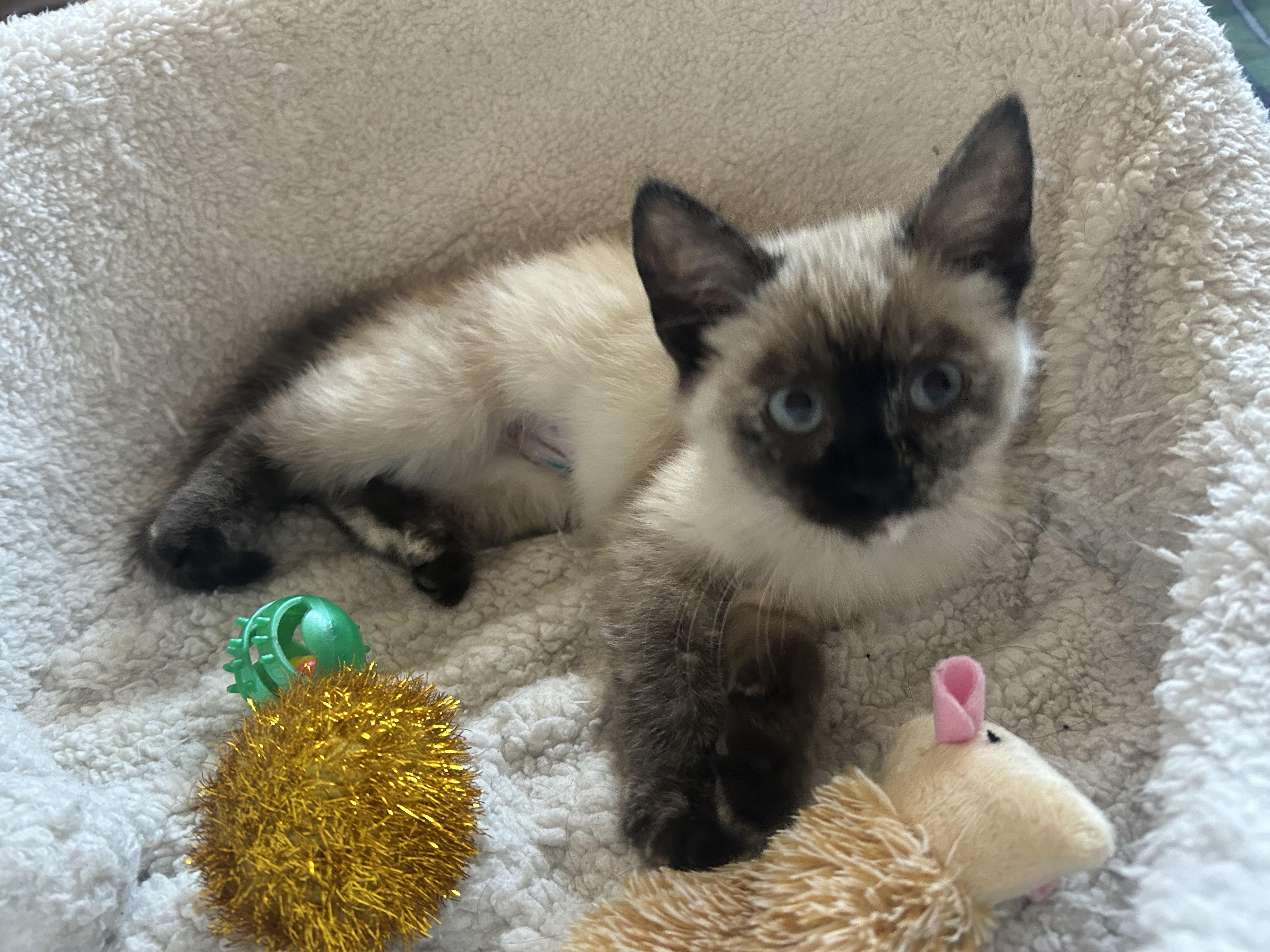 Baby Sasha and Baby Bella, a Adoptable Siamese in Aurora, CO image 2/5
