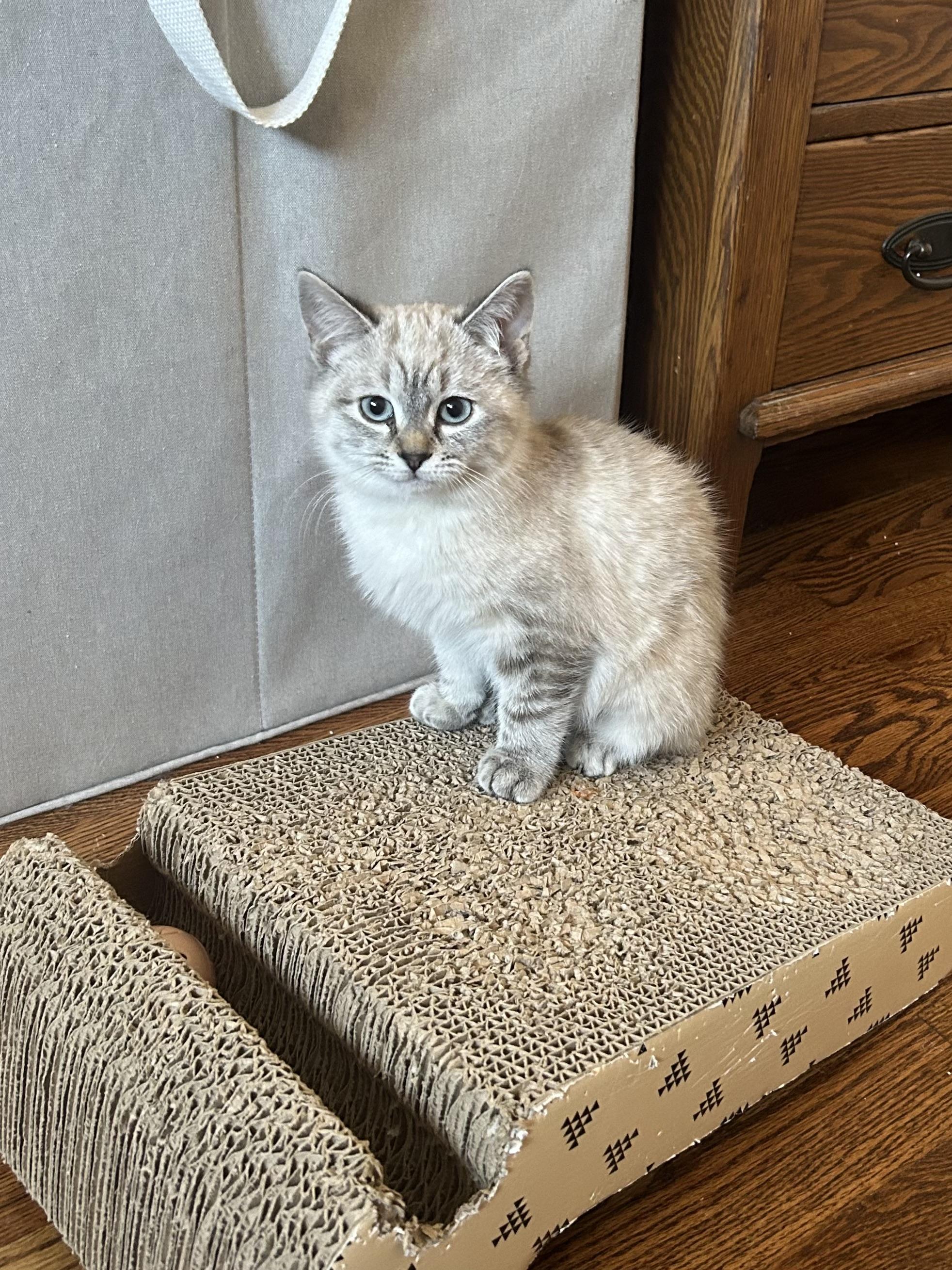 Baby Sasha and Baby Bella, a Adoptable Siamese in Aurora, CO image 3/5
