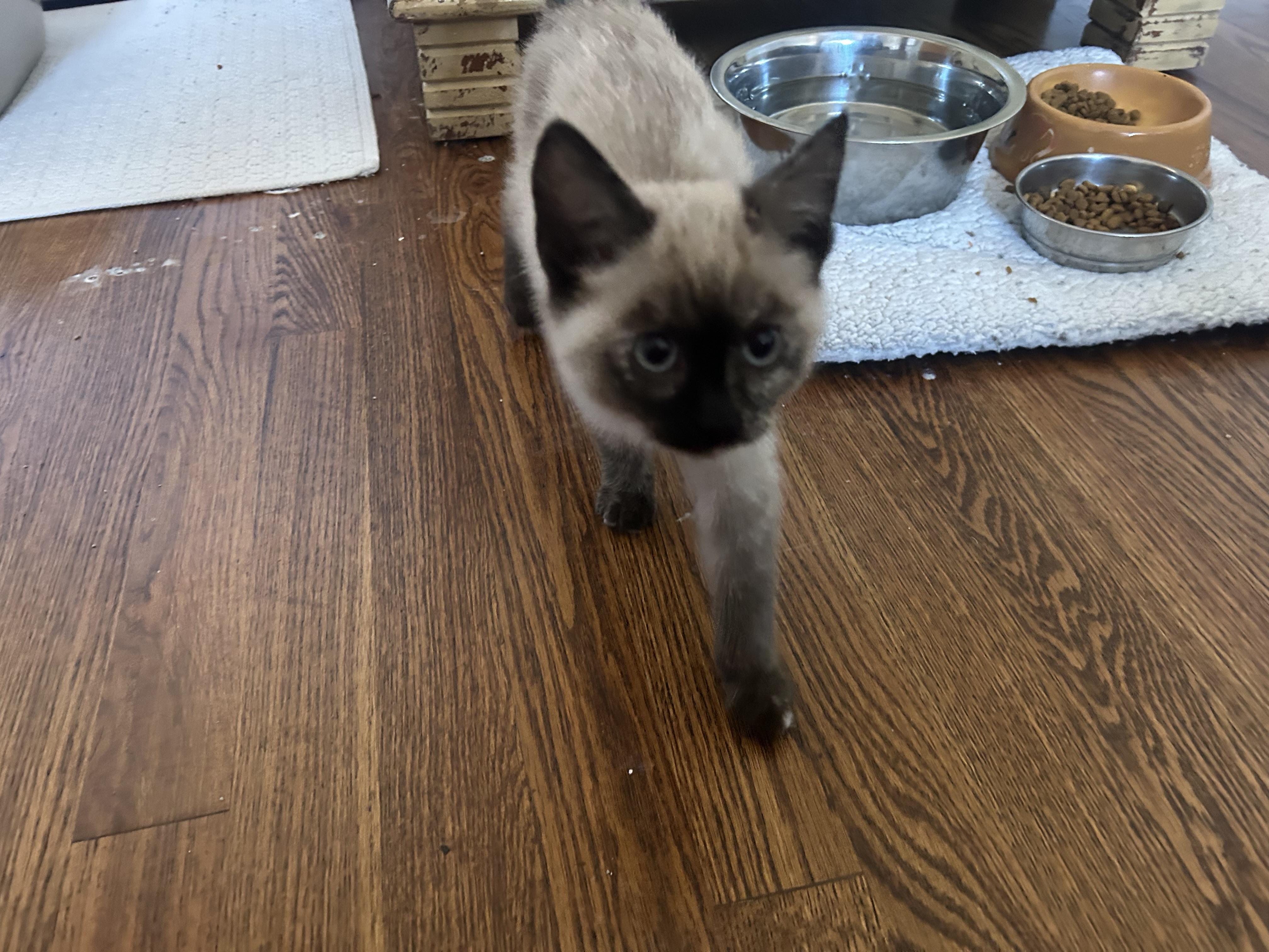 Baby Sasha and Baby Bella, a Adoptable Siamese in Aurora, CO image 4/5