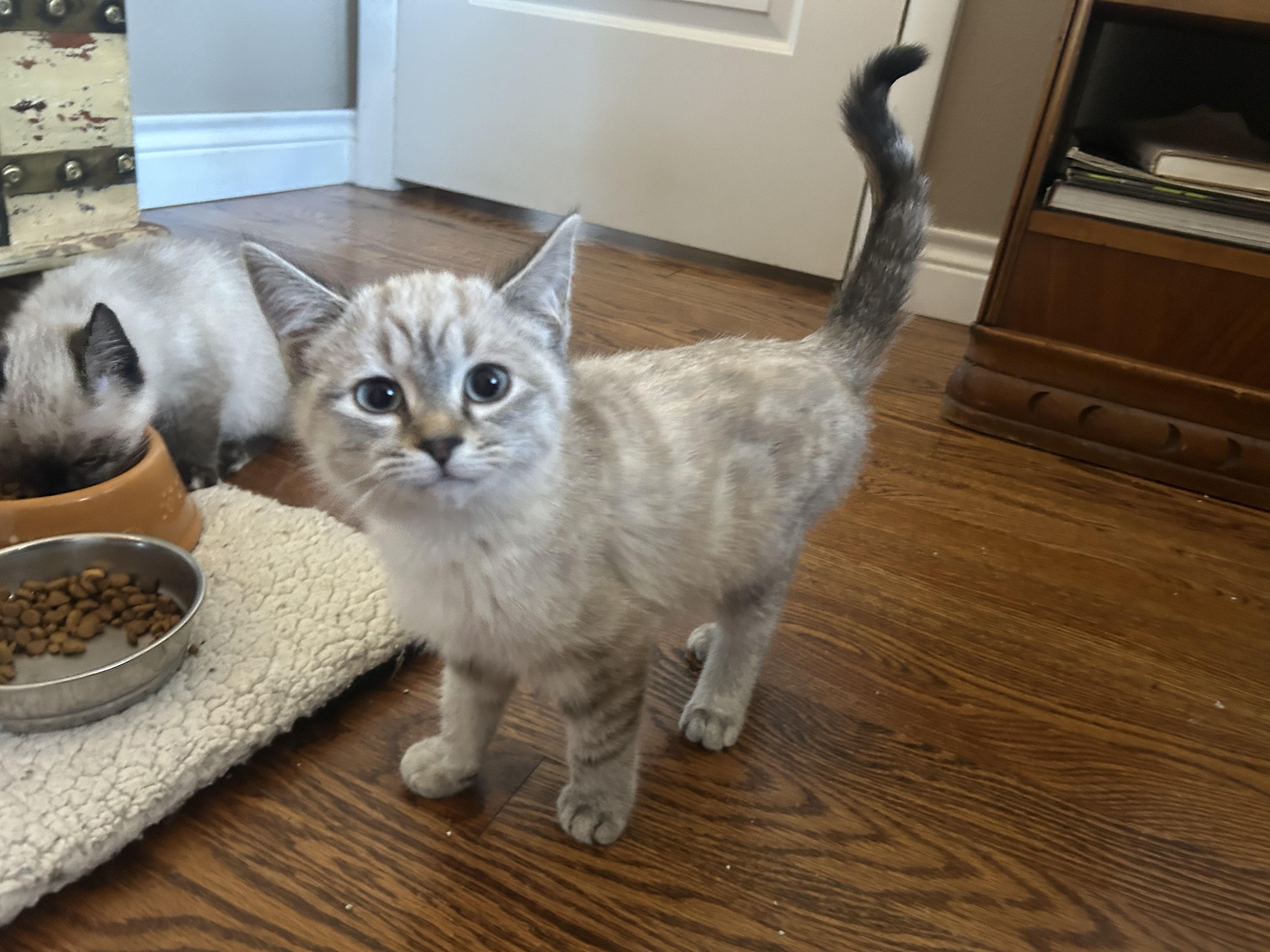 Baby Sasha and Baby Bella, a Adoptable Siamese in Aurora, CO image 5/5