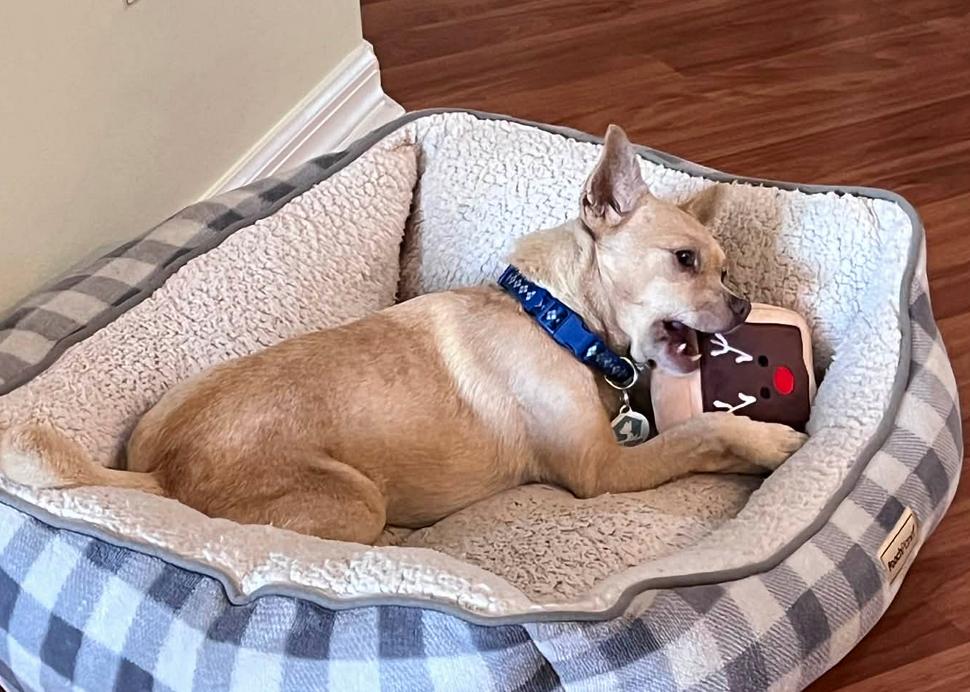 Enlarge Taco, a Adoptable Chihuahua in Osteen, FL image 1/3