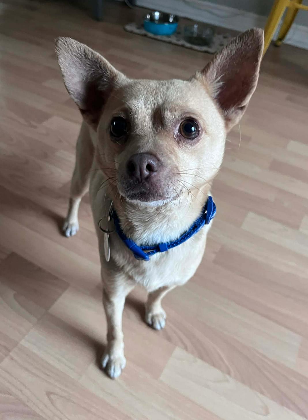 Enlarge Taco, a Adoptable Chihuahua in Osteen, FL image 2/3