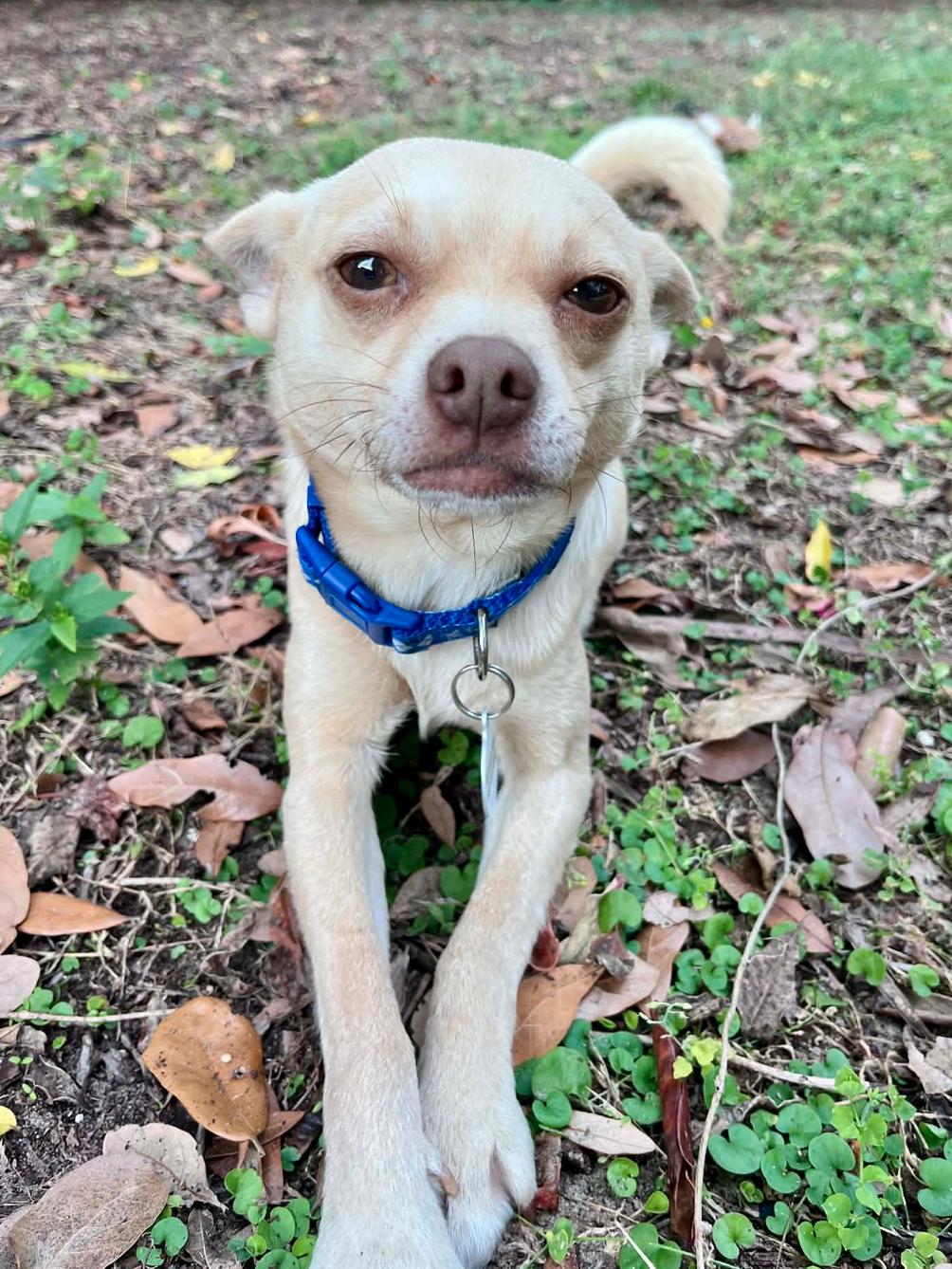 Enlarge Taco, a Adoptable Chihuahua in Osteen, FL image 3/3