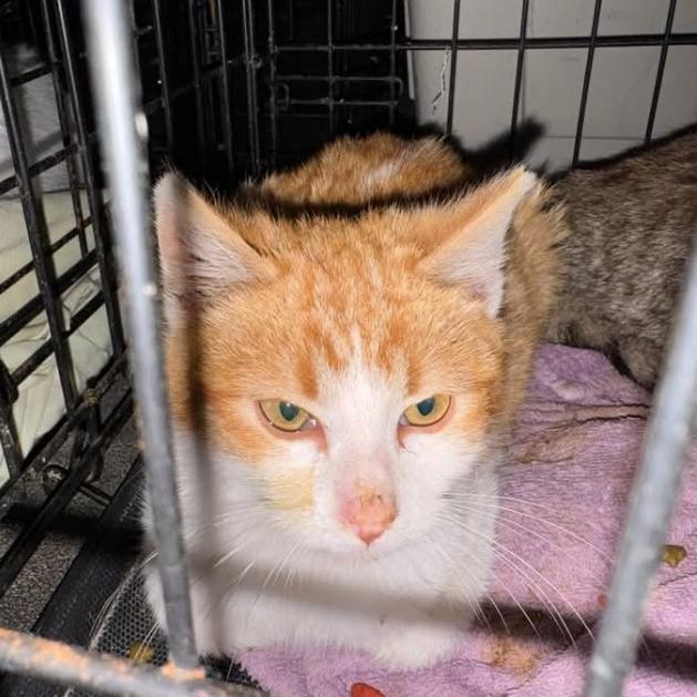 Colby, Adoptable, Kitten Male Domestic Medium Hair.