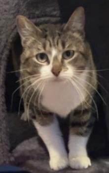 Honey, Adoptable, Adult Female Domestic Short Hair.